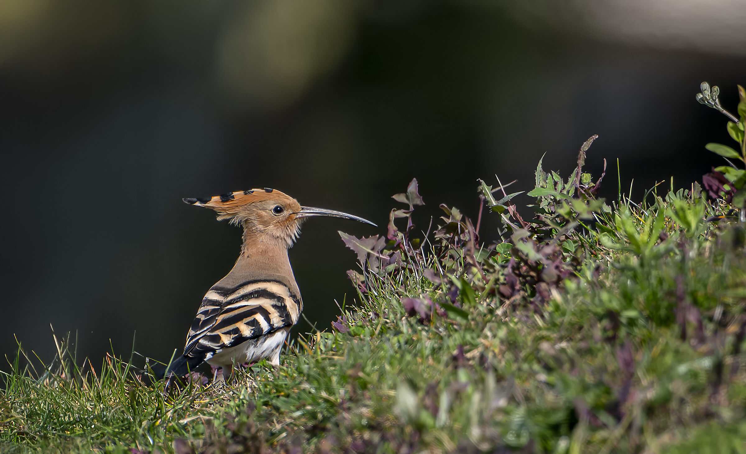 Hoopoe