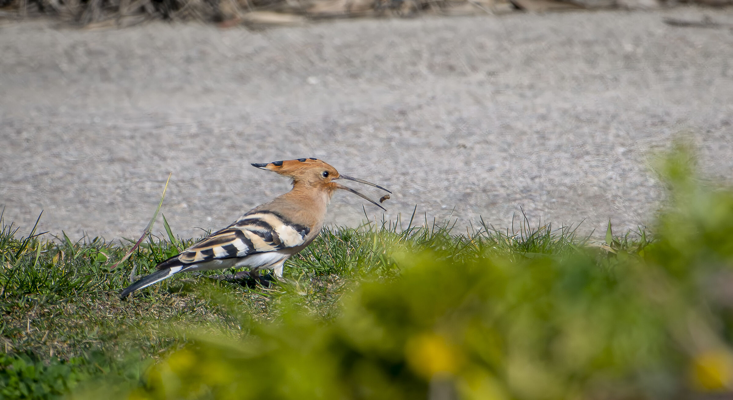 Hoopoe