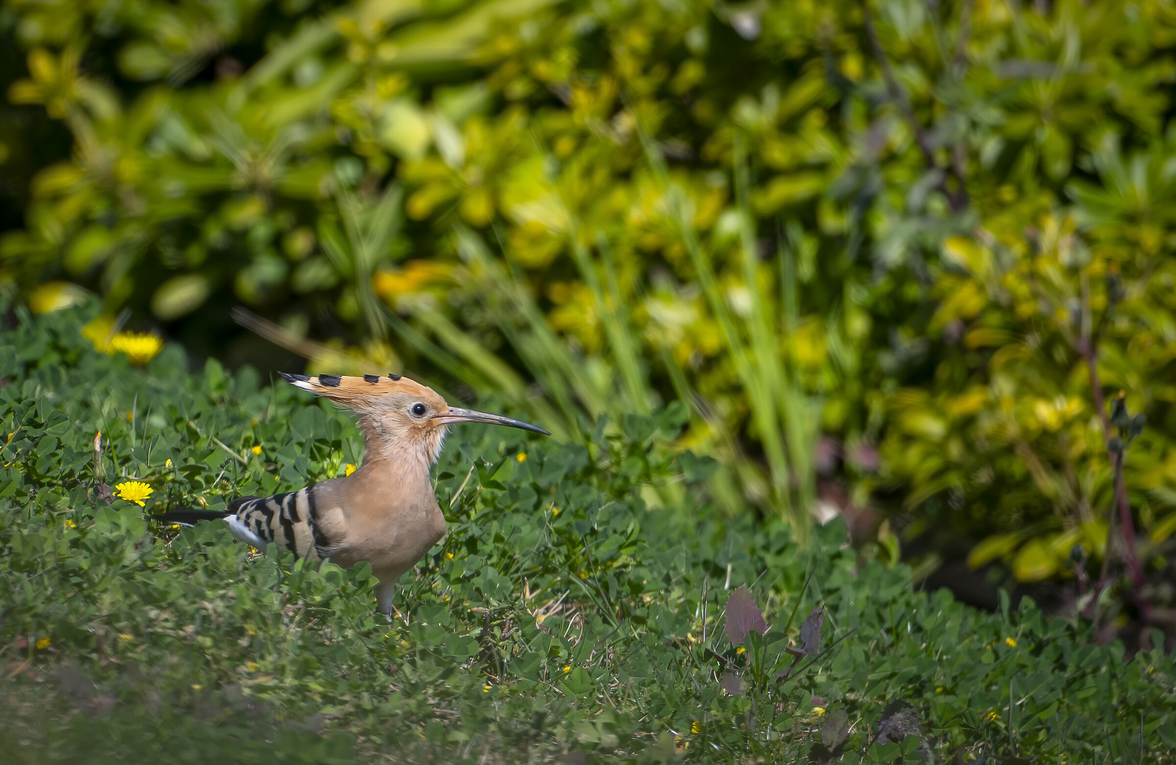 Hoopoe