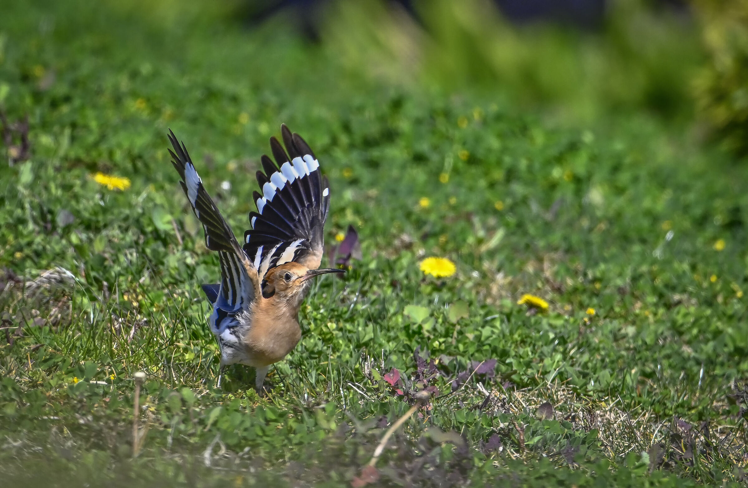 Hoopoe
