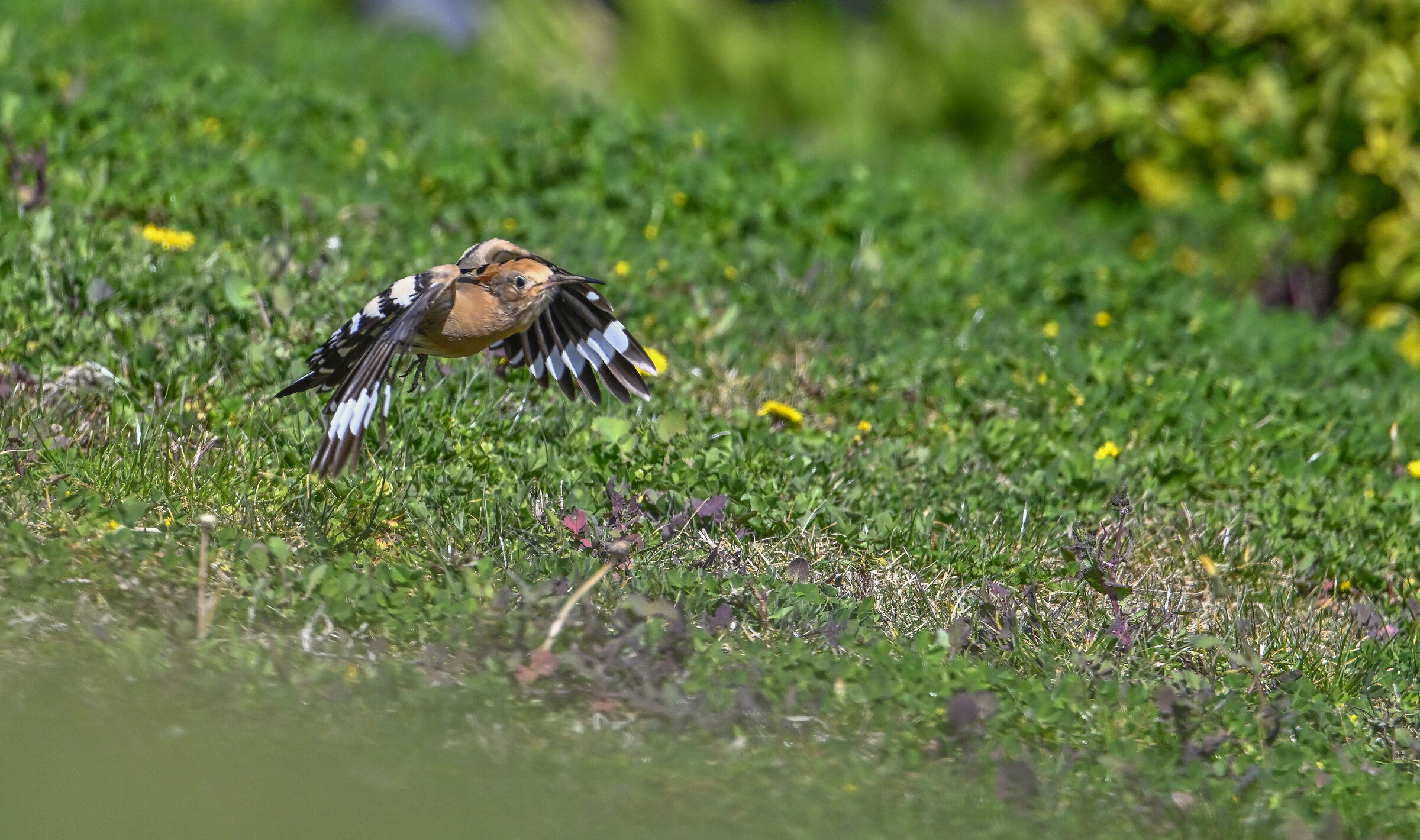 Hoopoe