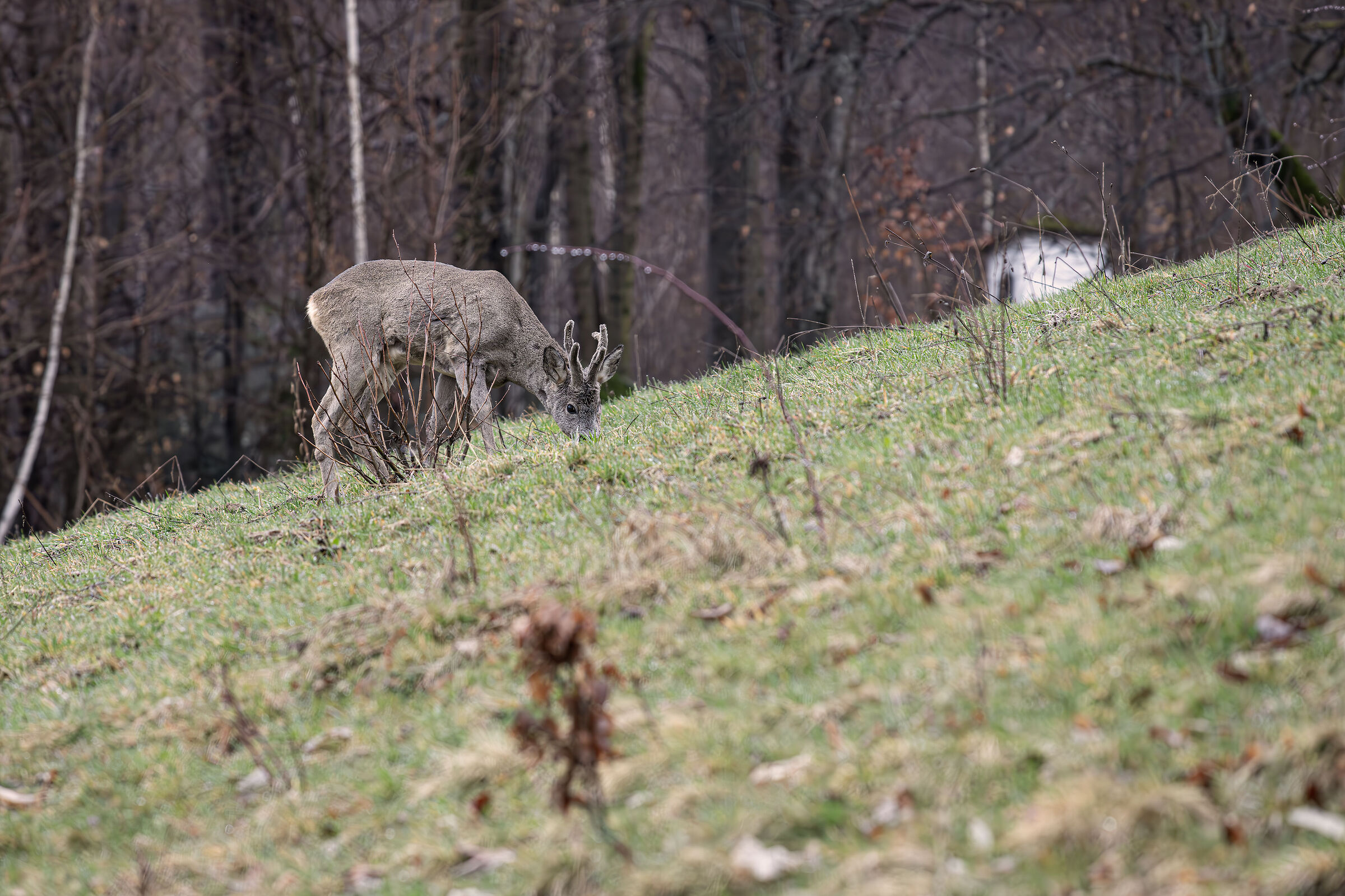 Grazing roe deer