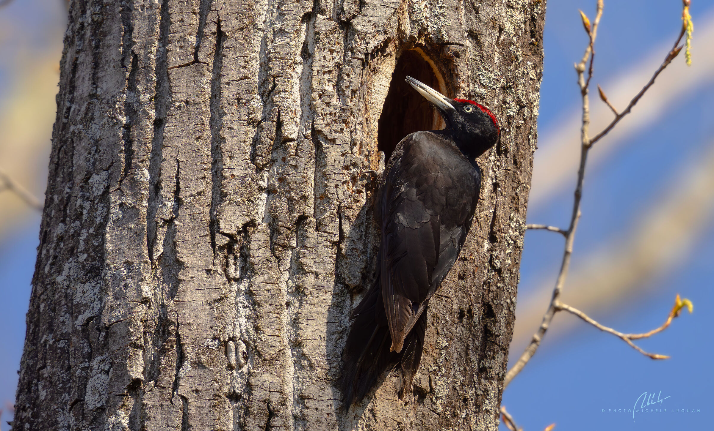 Dryocopus martius (black woodpecker)