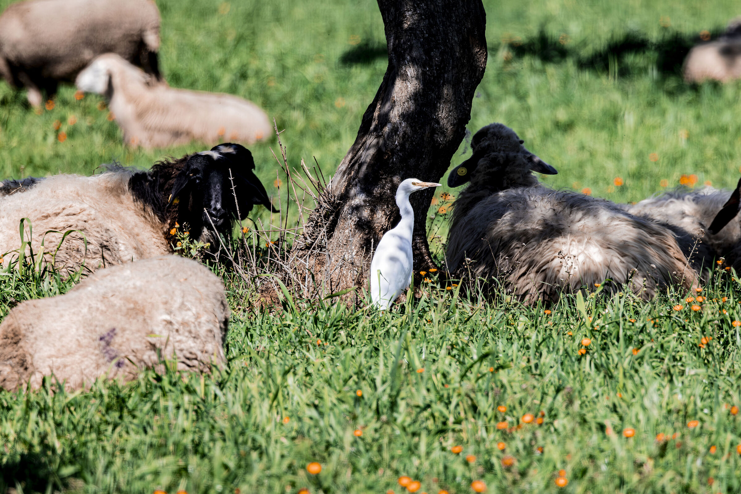 cattle egret