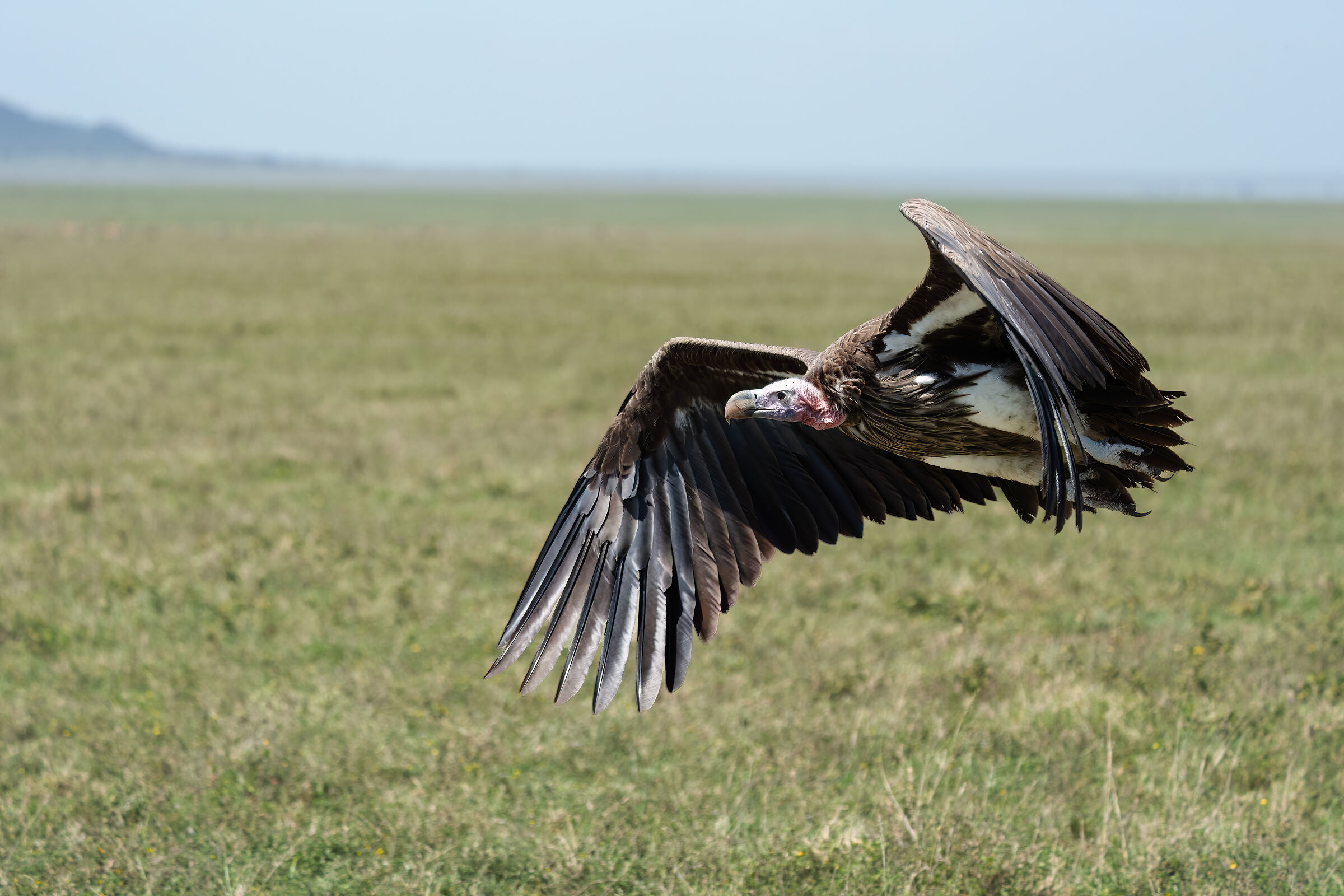 In volo nel Serengeti