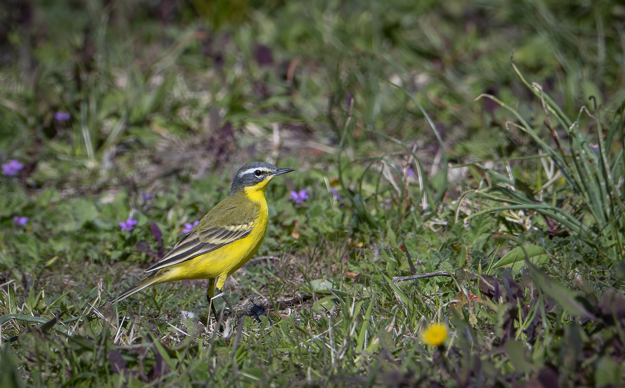 Wagtail