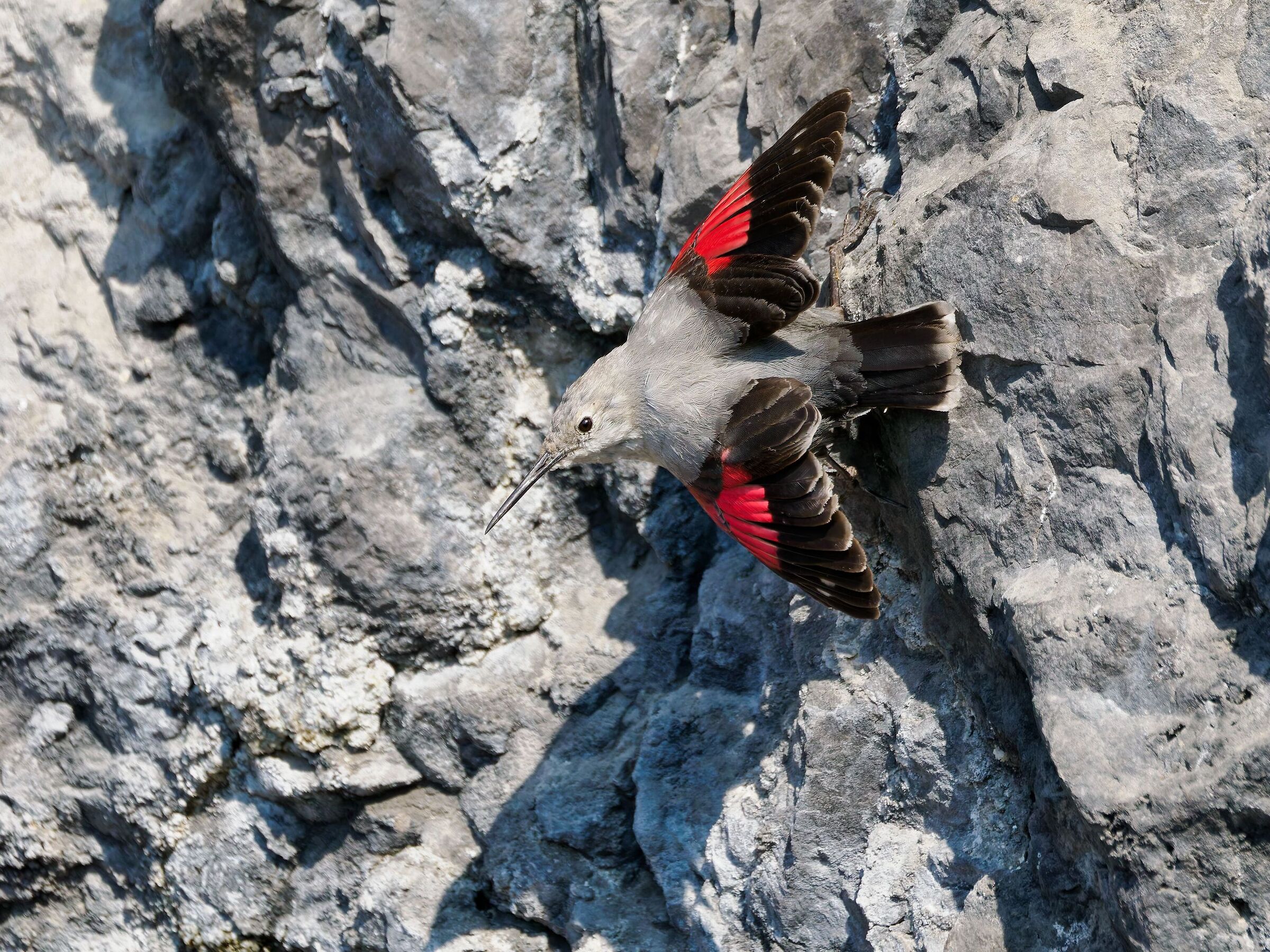 Wallcreeper