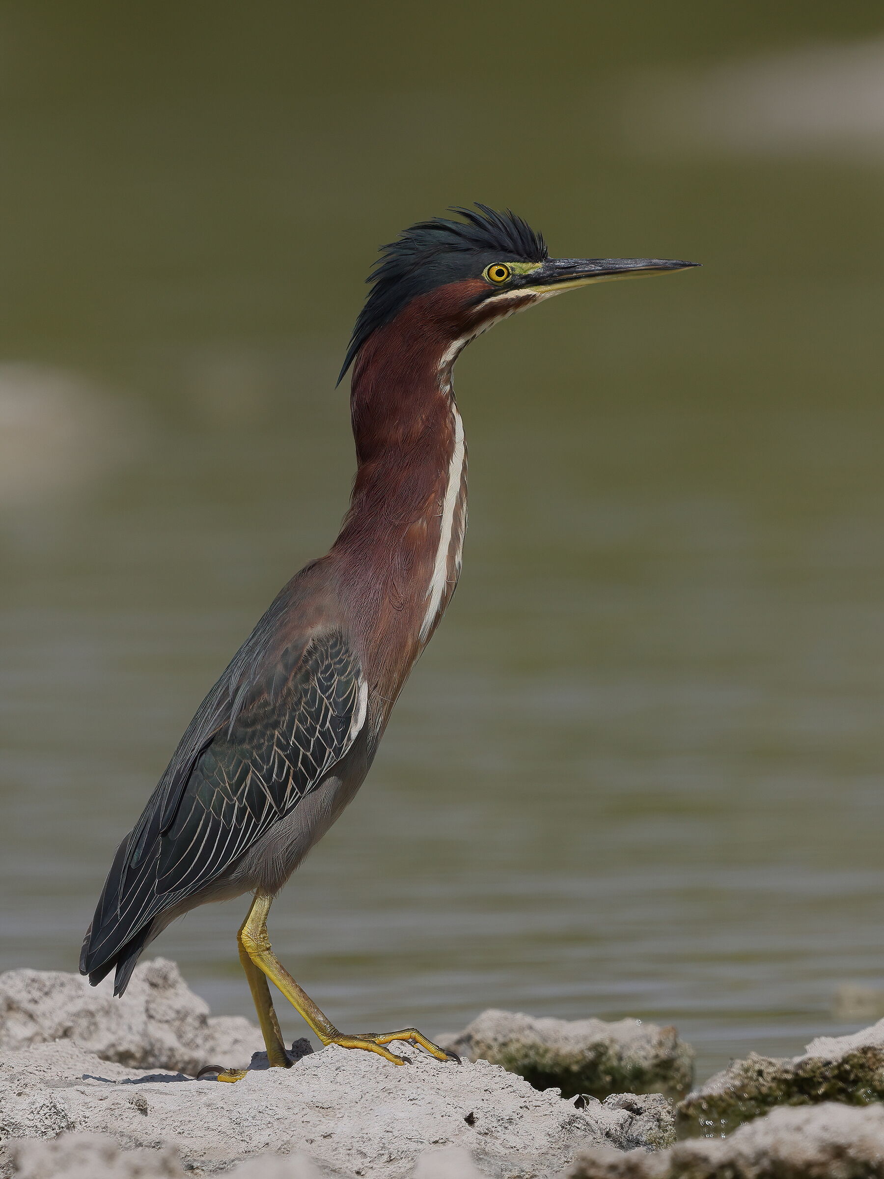 Green Heron