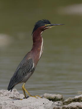 Butorides virescens