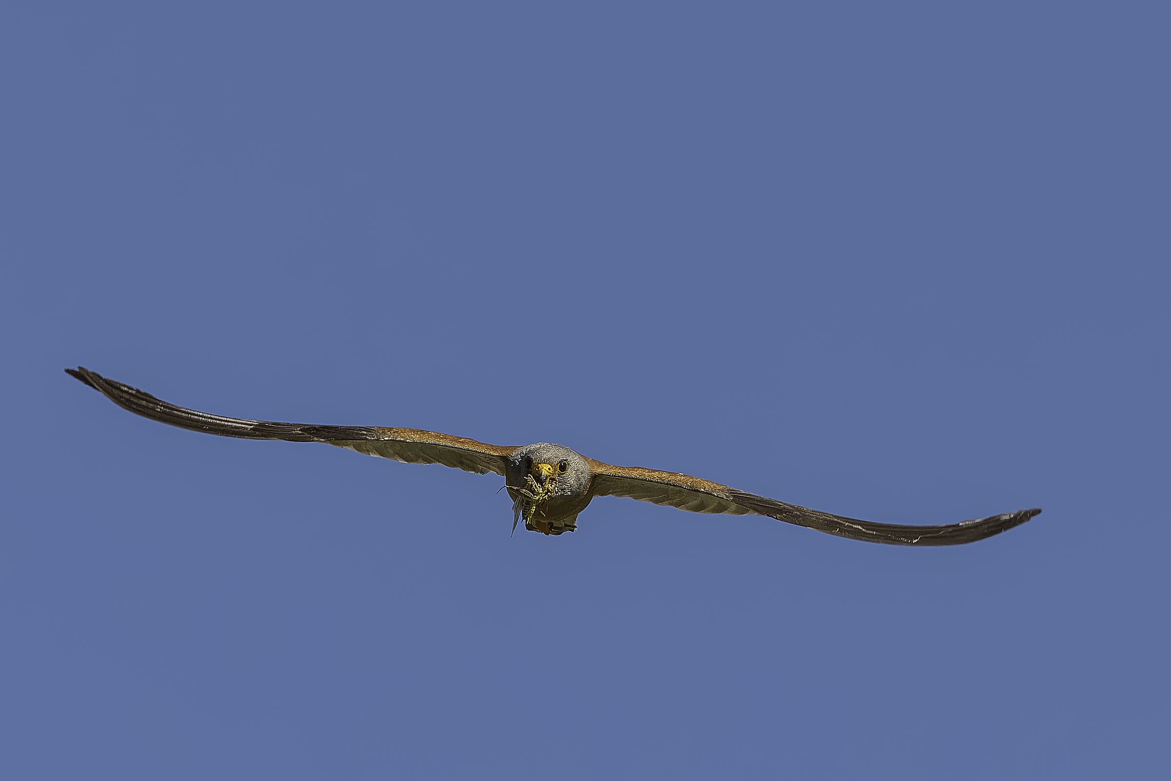 Lesser Kestrel (Naumanni)
