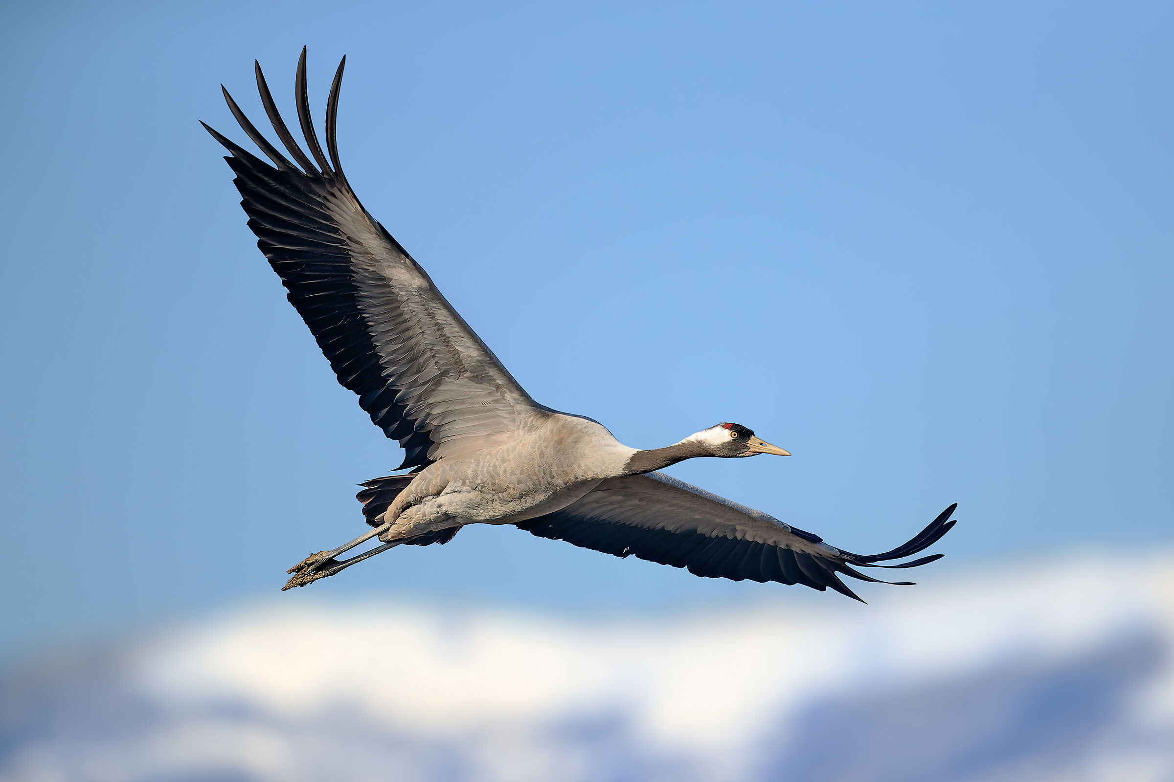 Grey crane