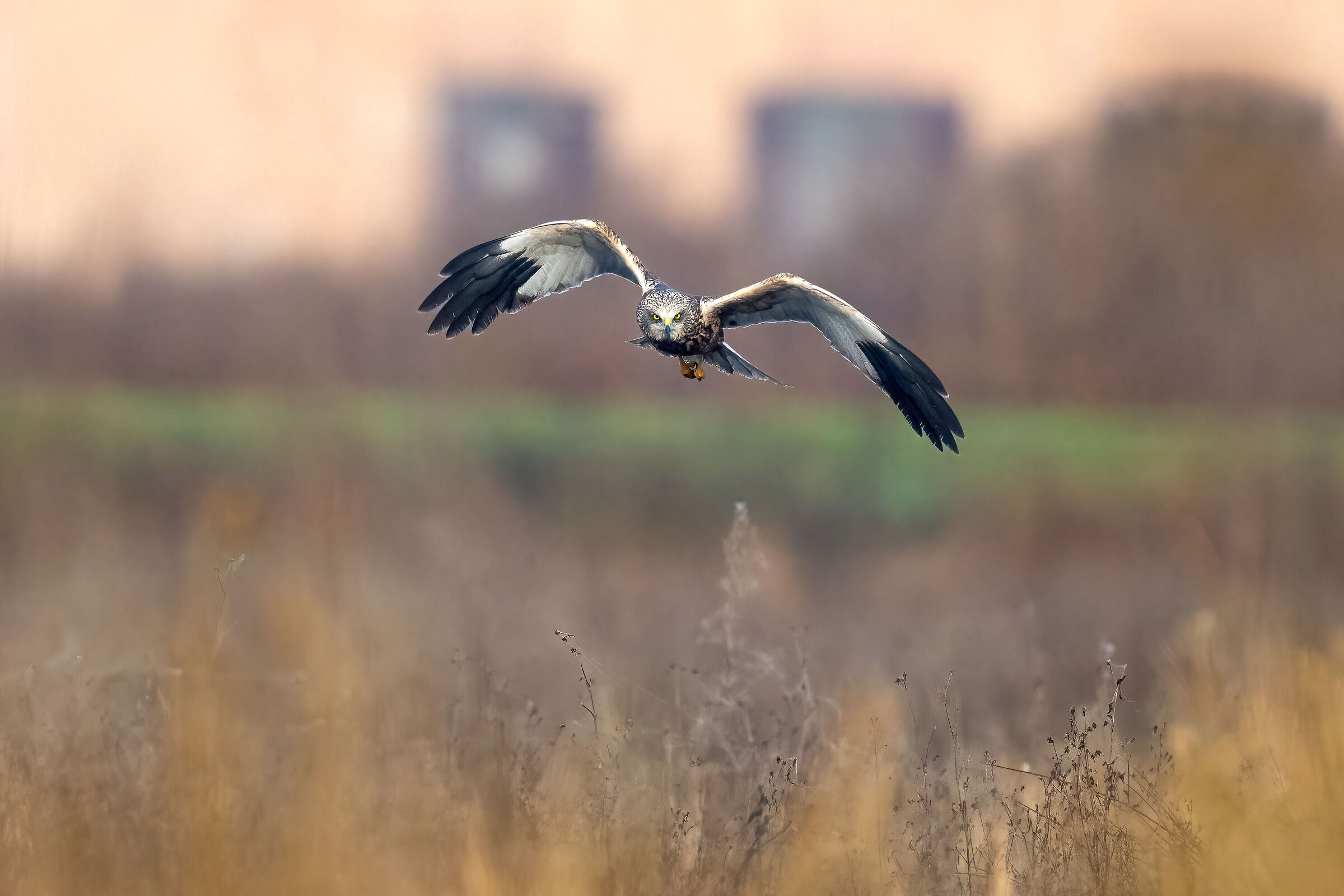 Marsh Harrier - Vercelli Rice Fields - Piedmont