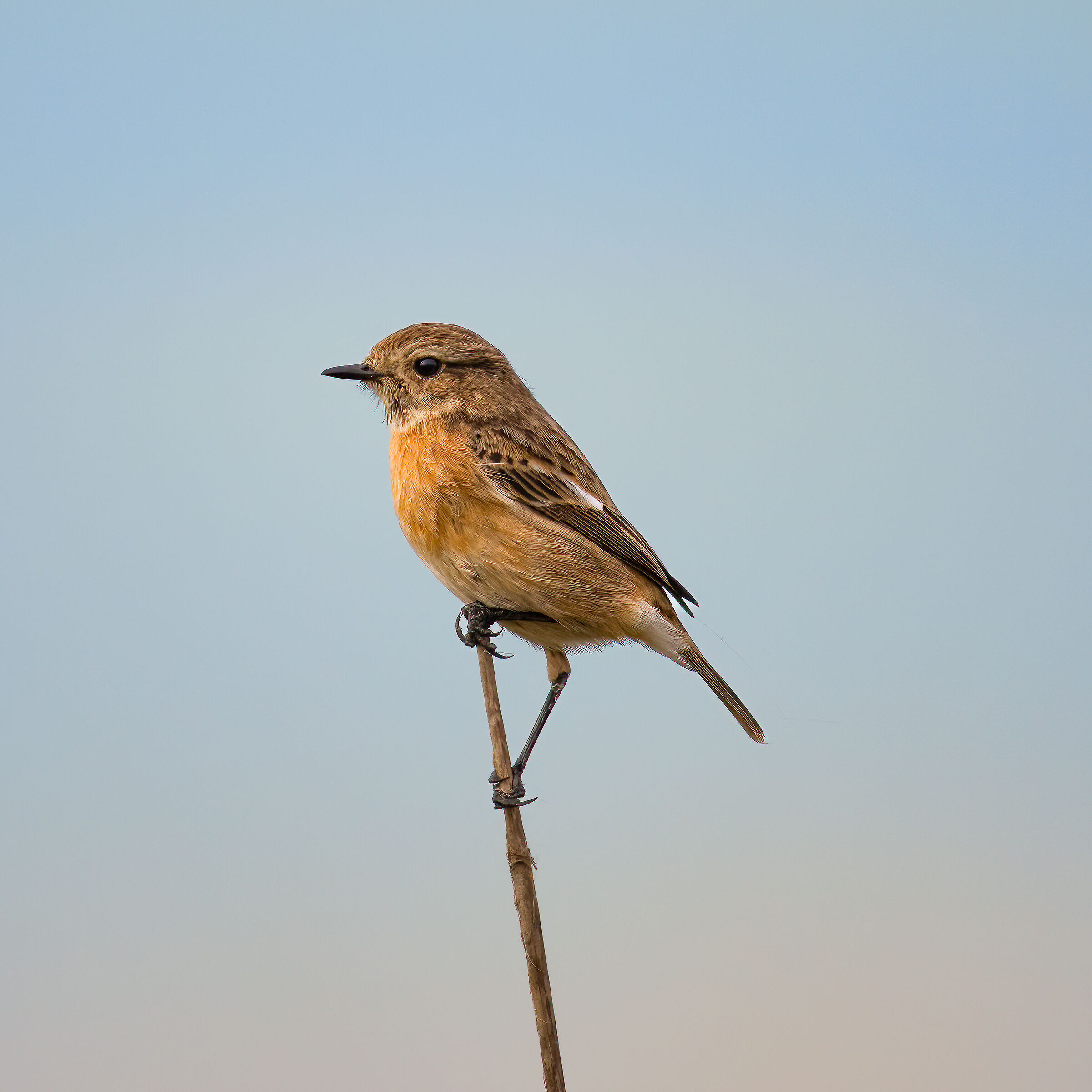 Saltimpalo - Vercelli rice fields - Piedmont