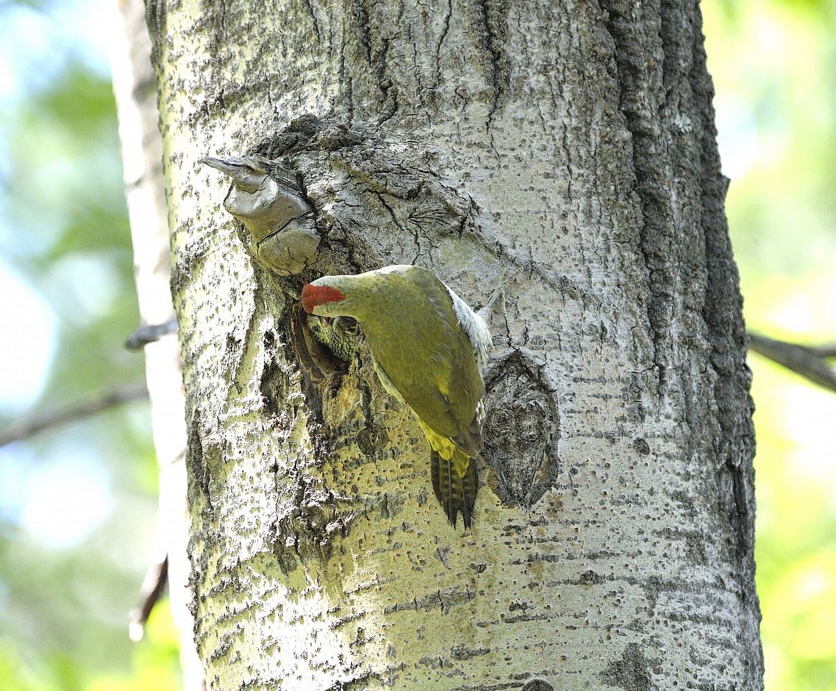 green woodpecker in cue