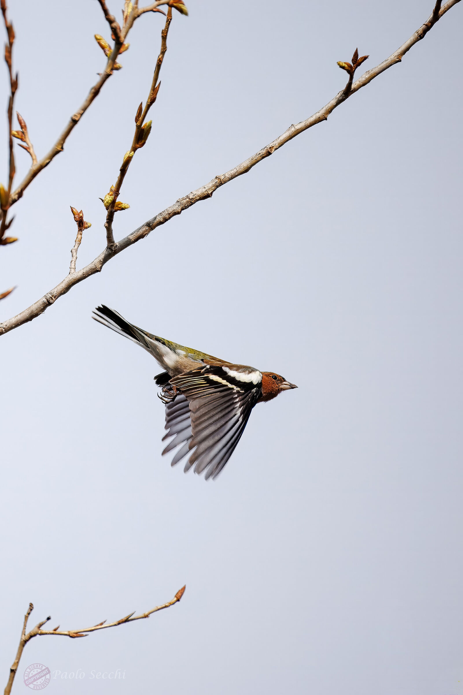A little farther on he wanted to fly...