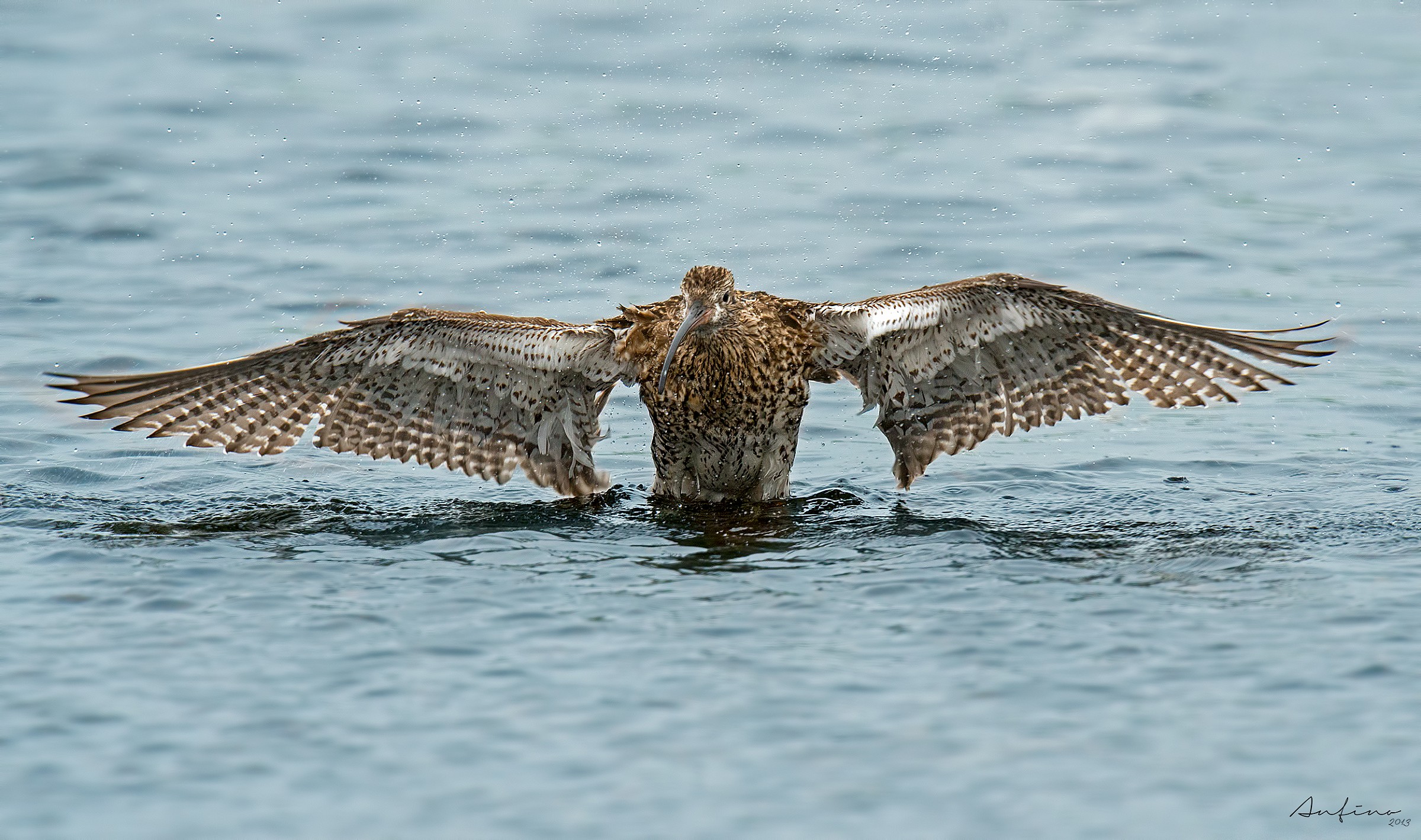 A curlew in water