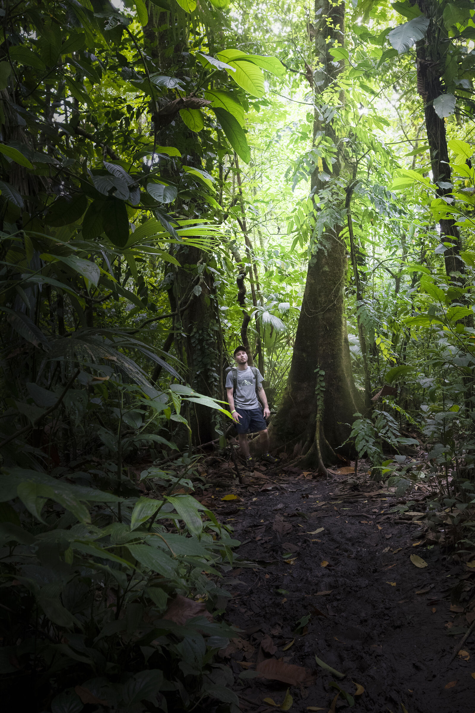 Corcovado Forest