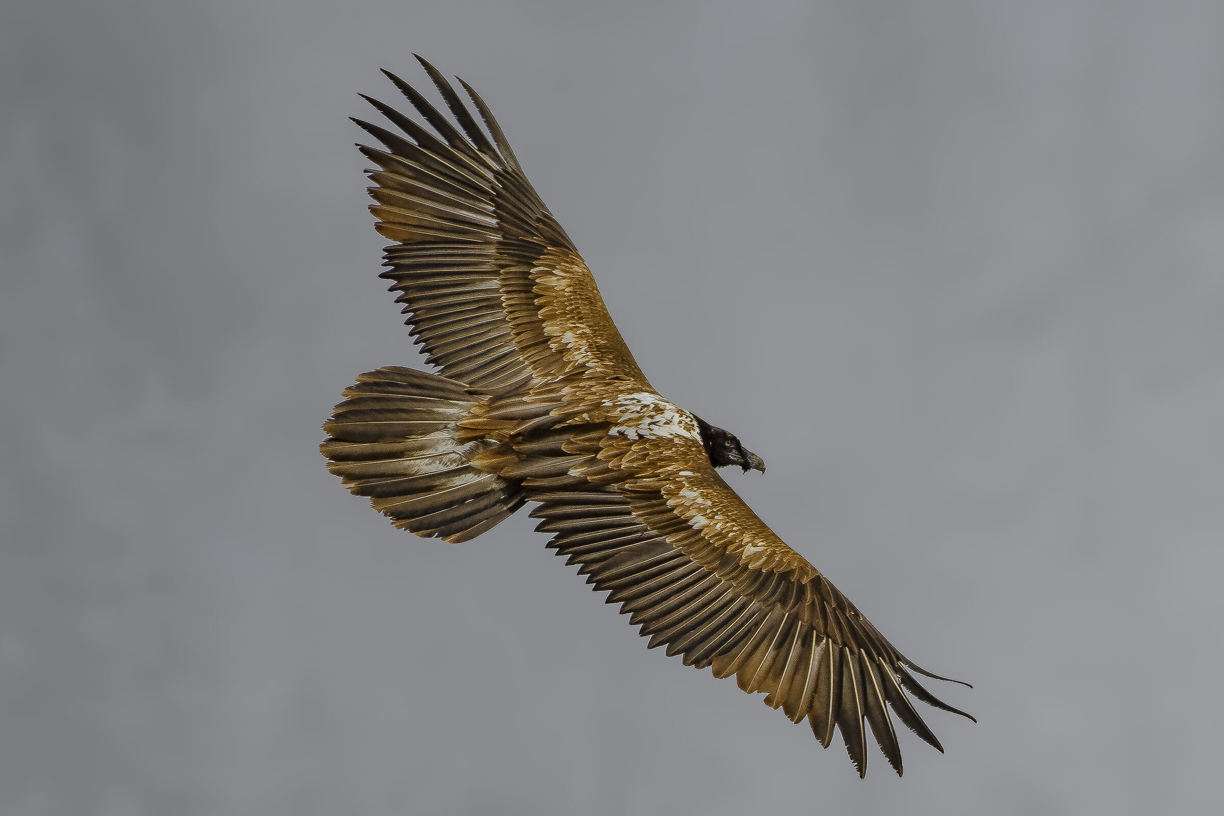 Young Bearded Vulture