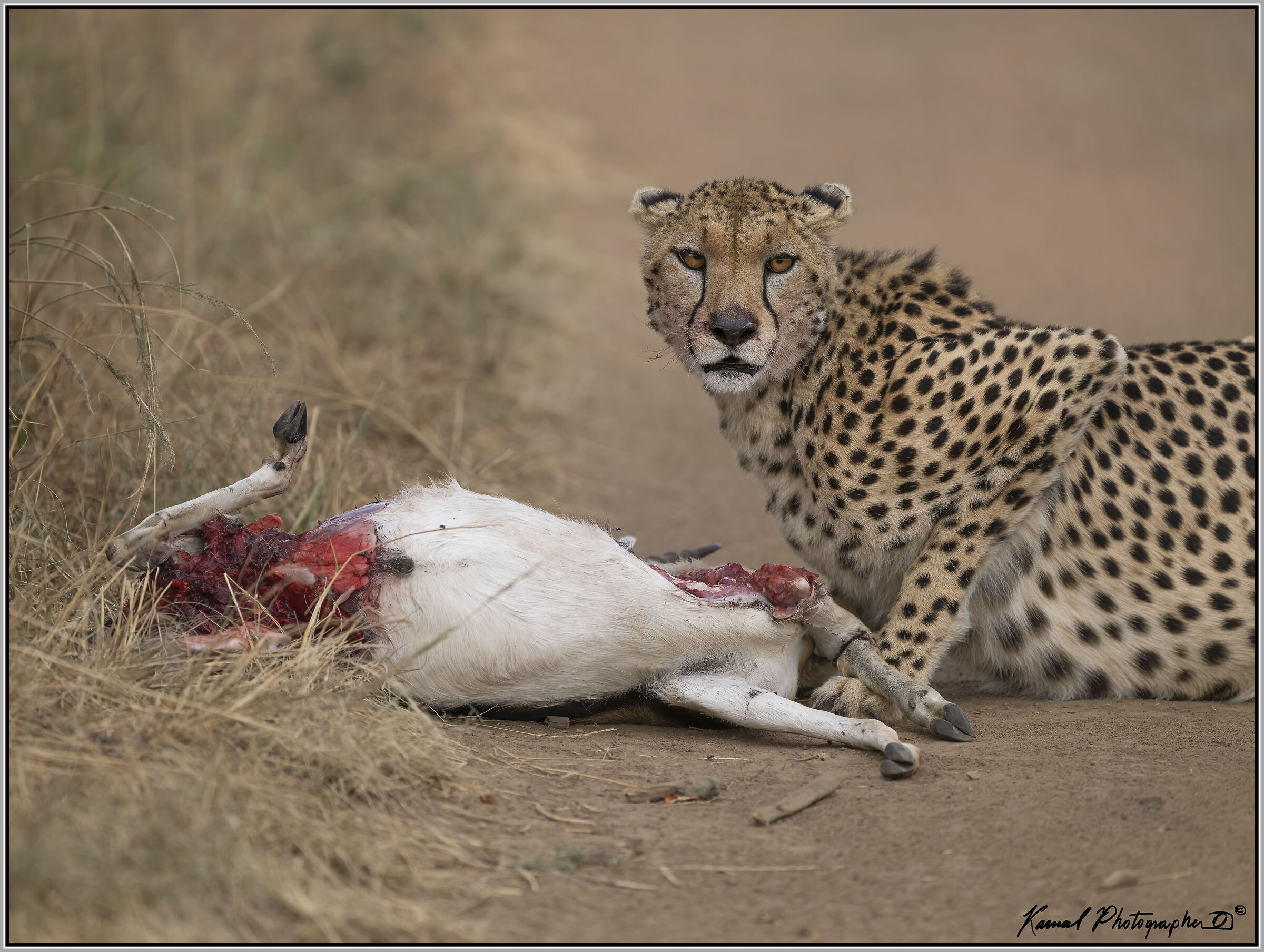 The hunter and the hunted