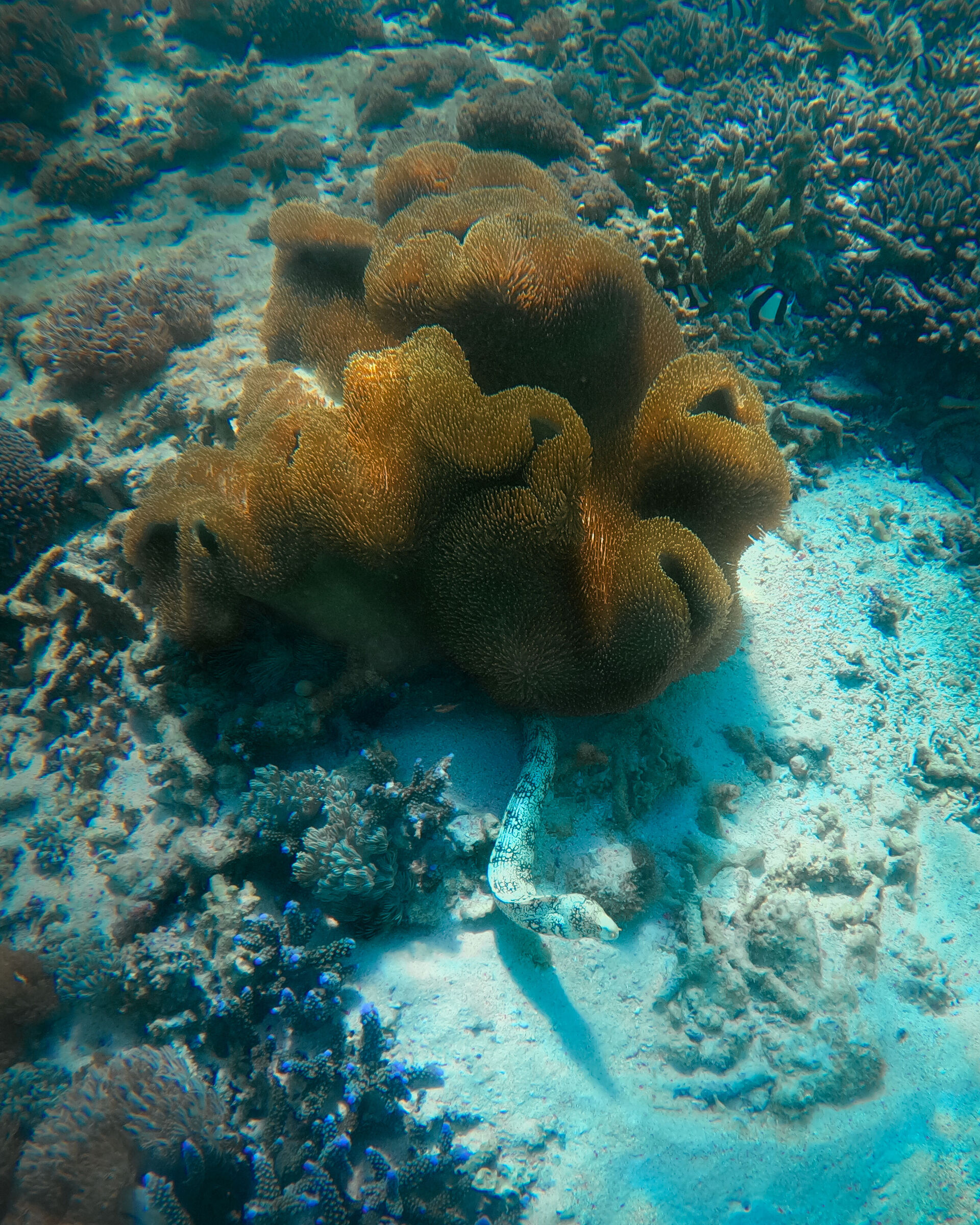 withe moray, komodo np