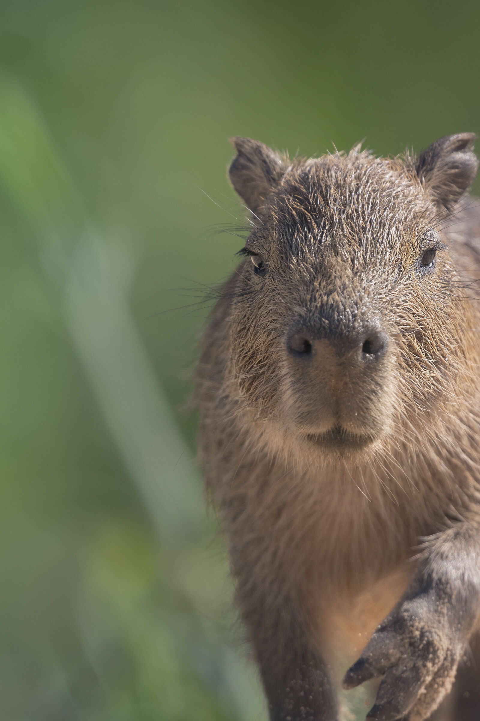 capibara, pantanal