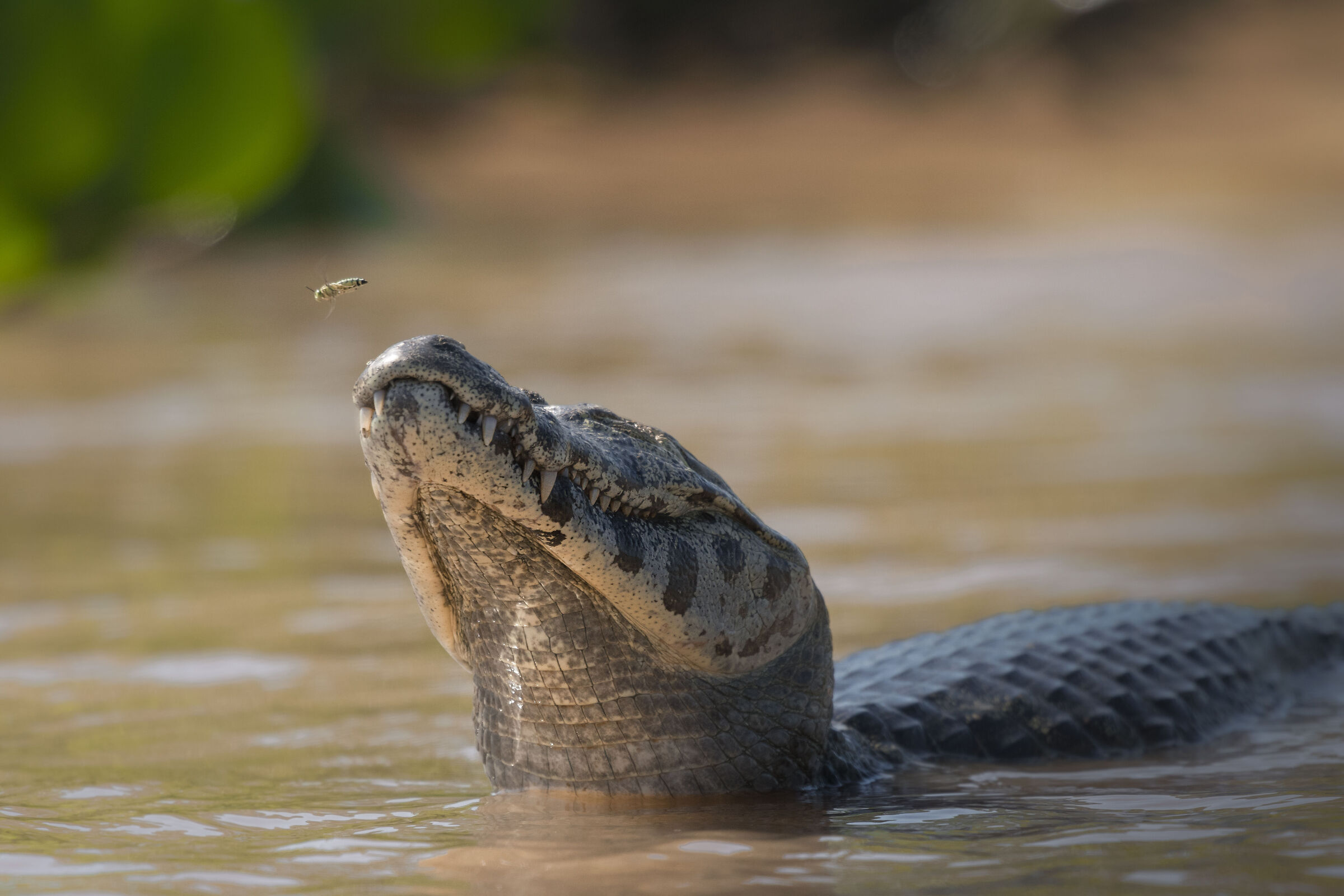 alligator under attack, pantanal