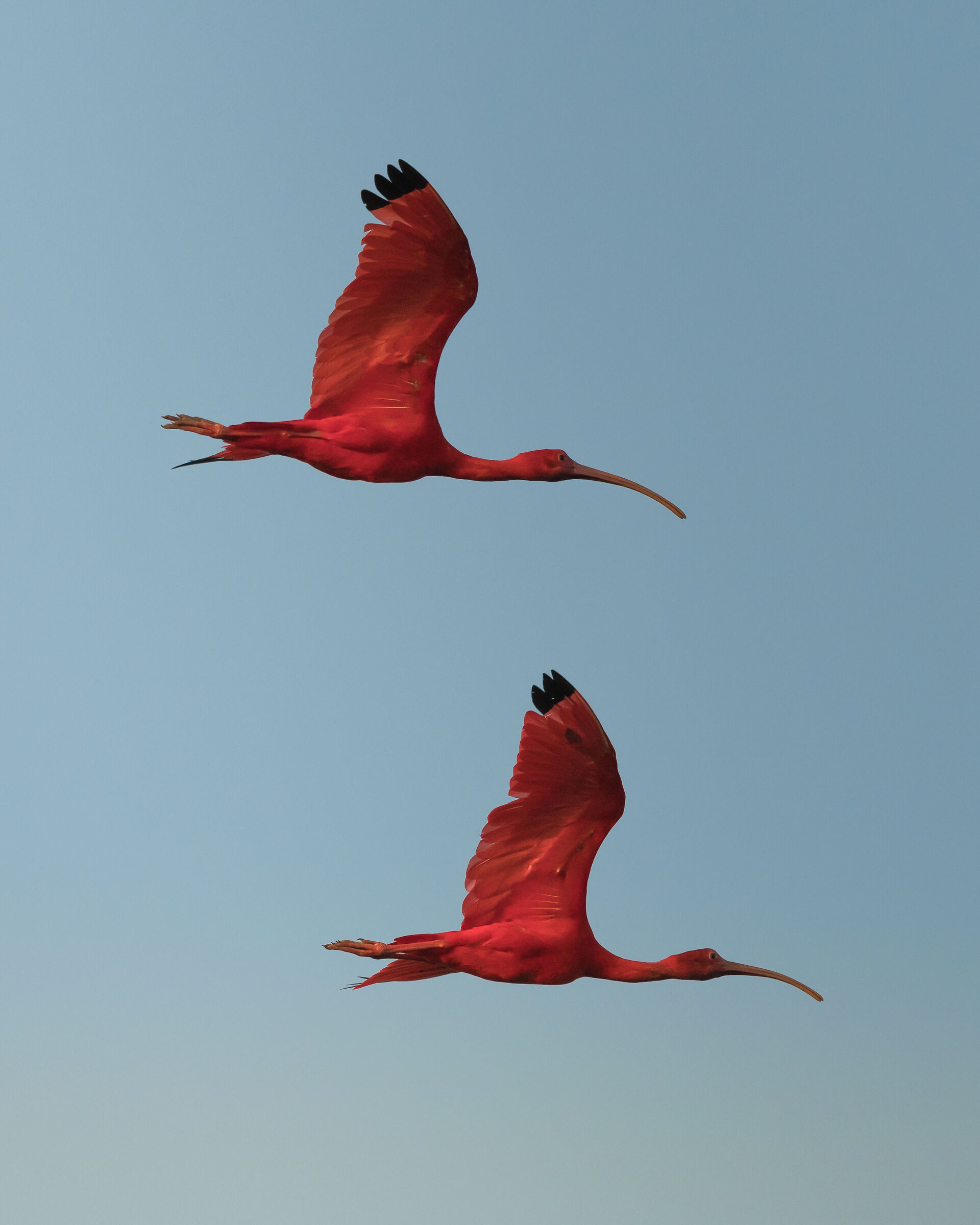 red ibis, maranhao