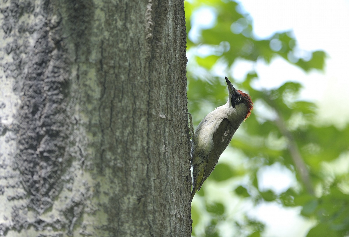 green woodpecker