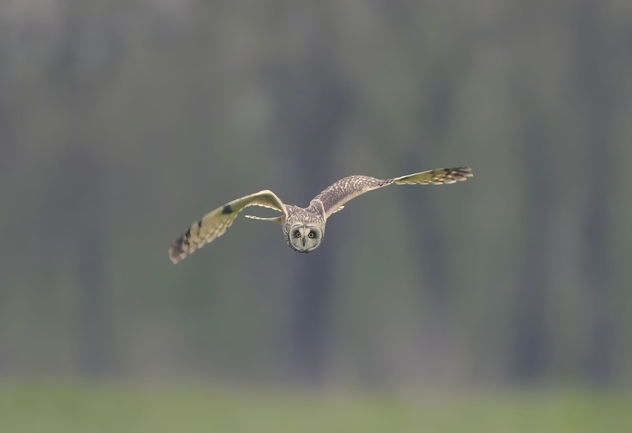 Swamp owl