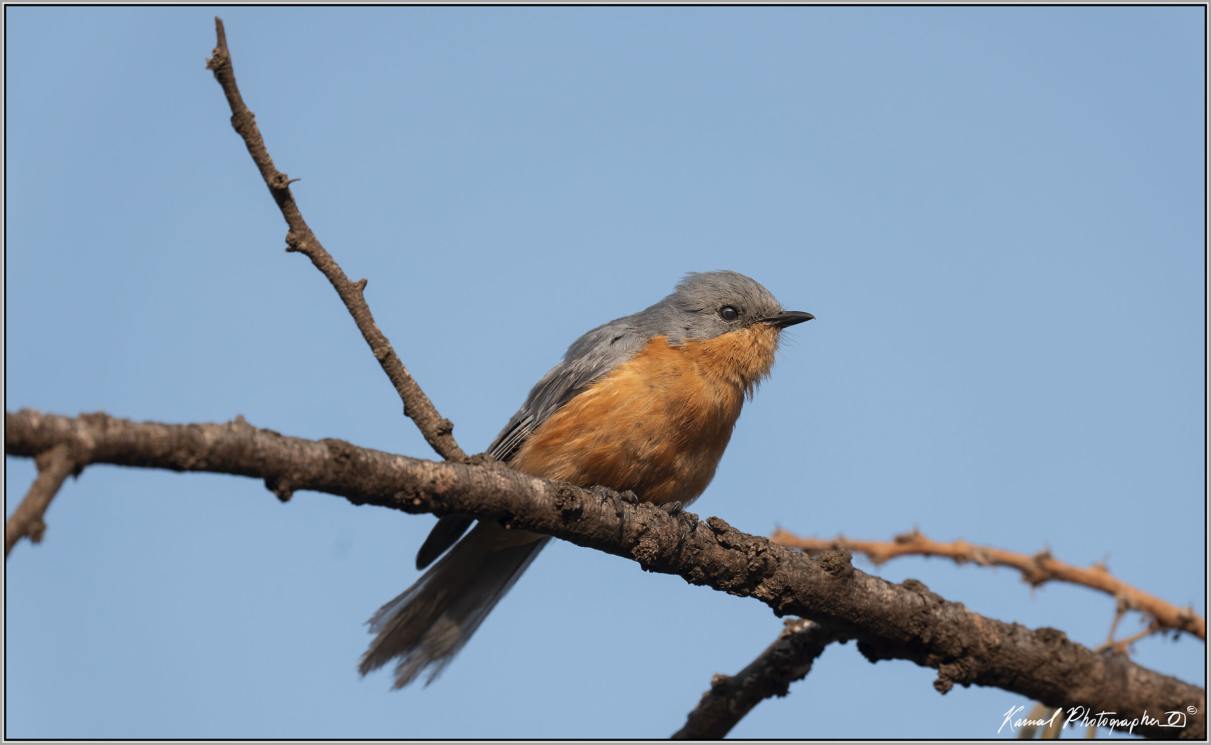 Silver bird (Empidornis semipartitus)