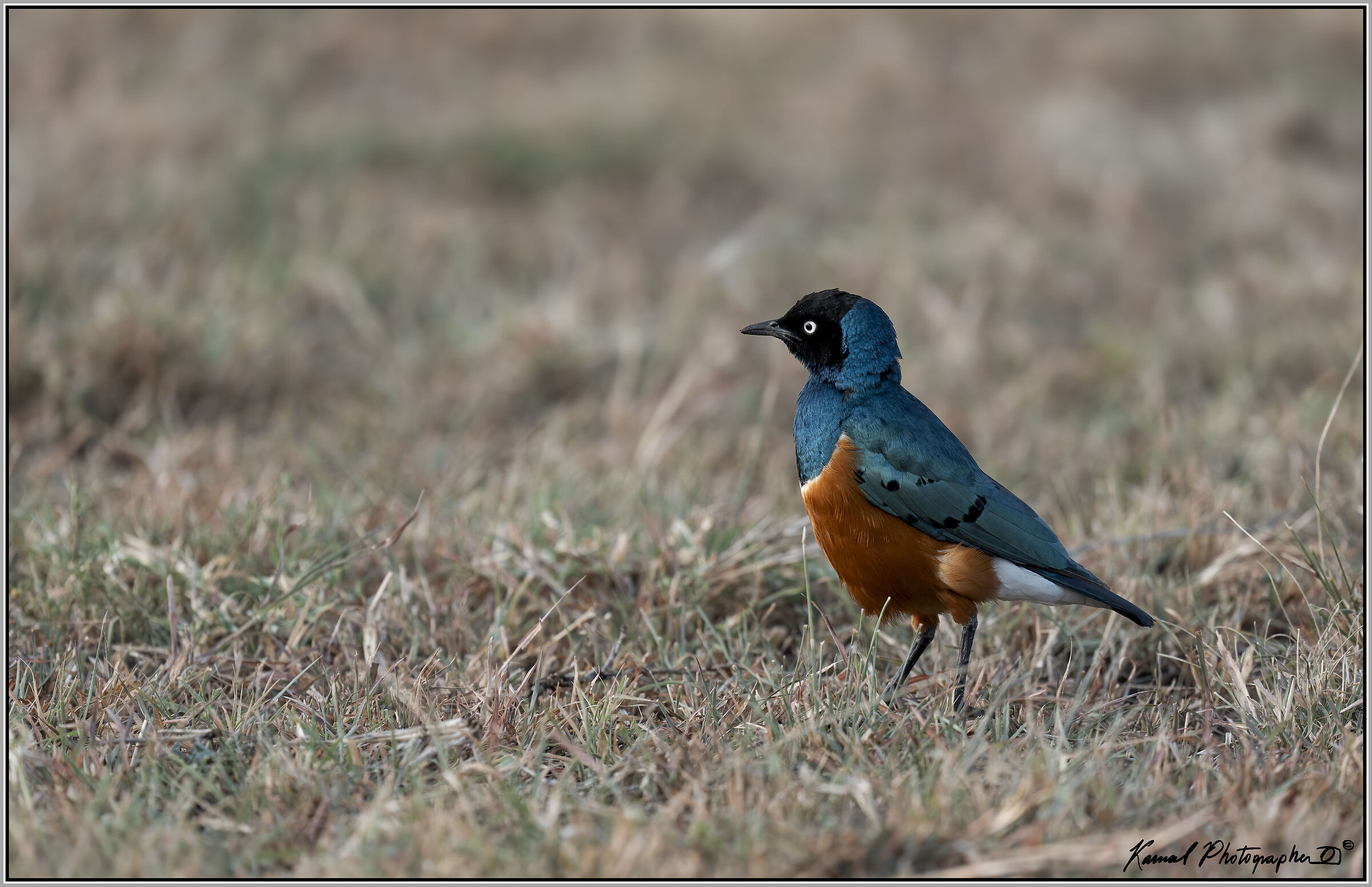 Lamprotornis superbus