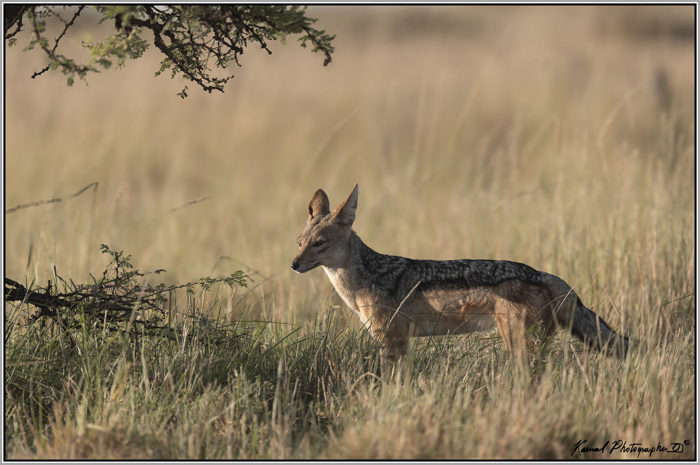 Jackal (Lupulella mesomelas)