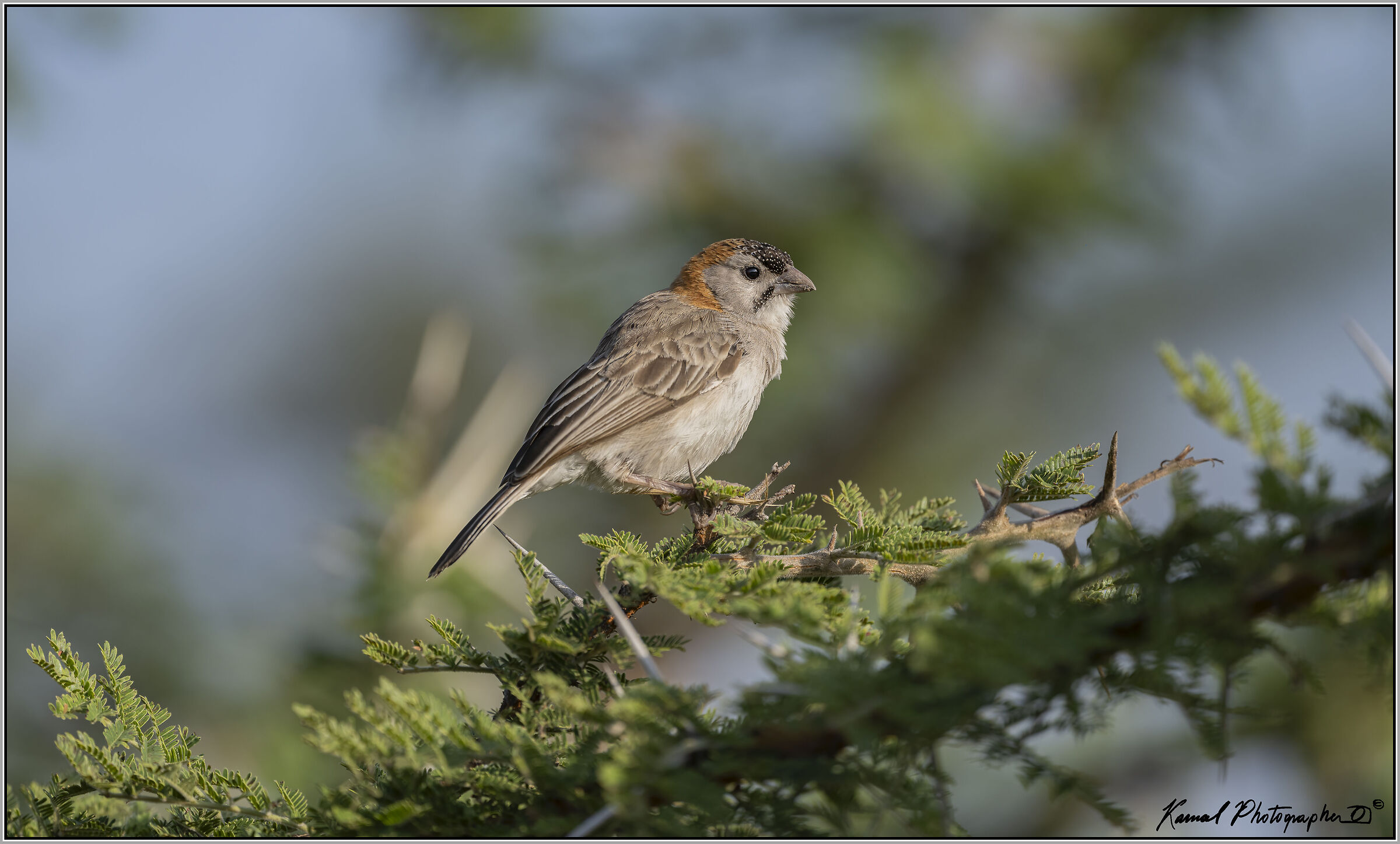 Sporopipes frontalis