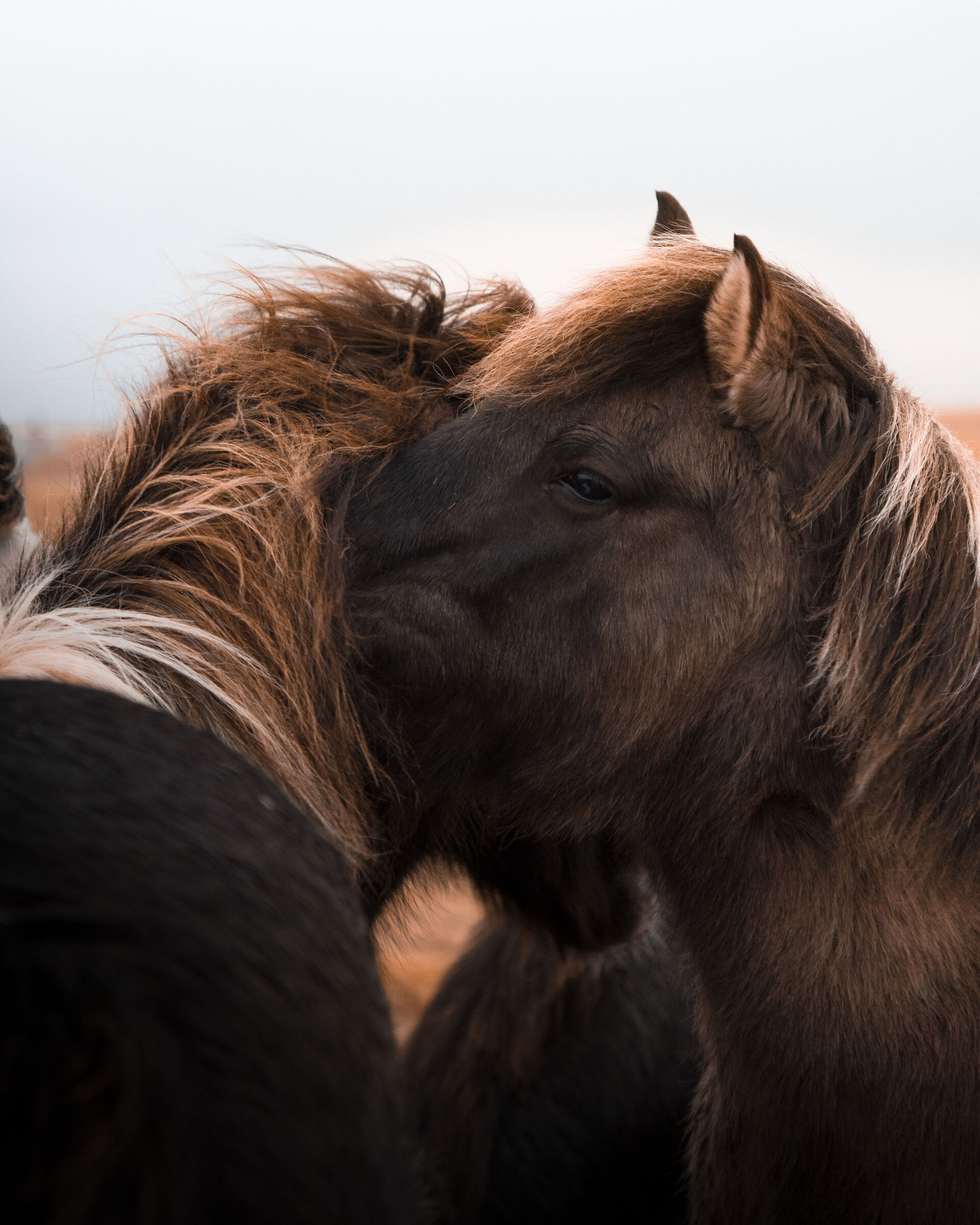 icelandic horses
