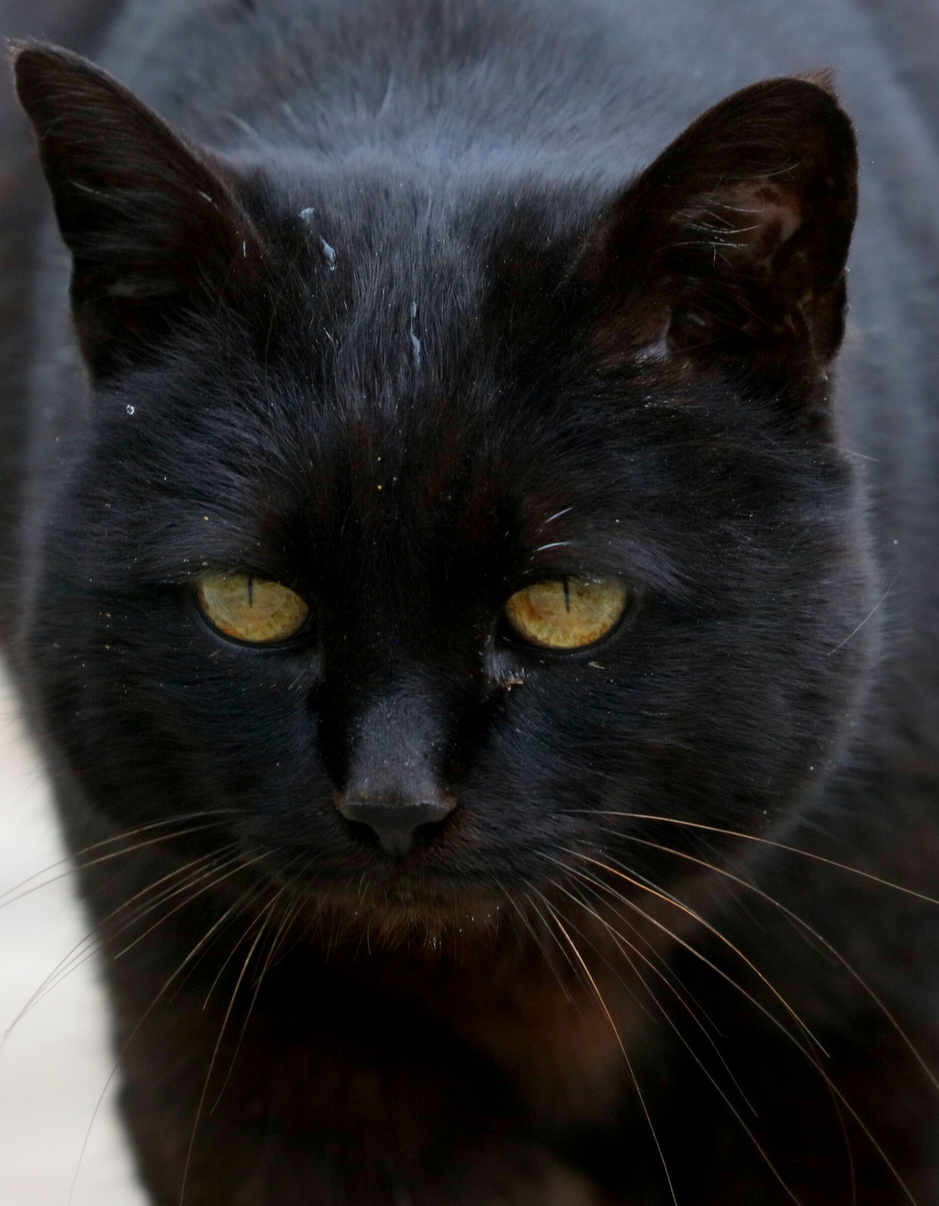 intense and deep gaze inscrutable