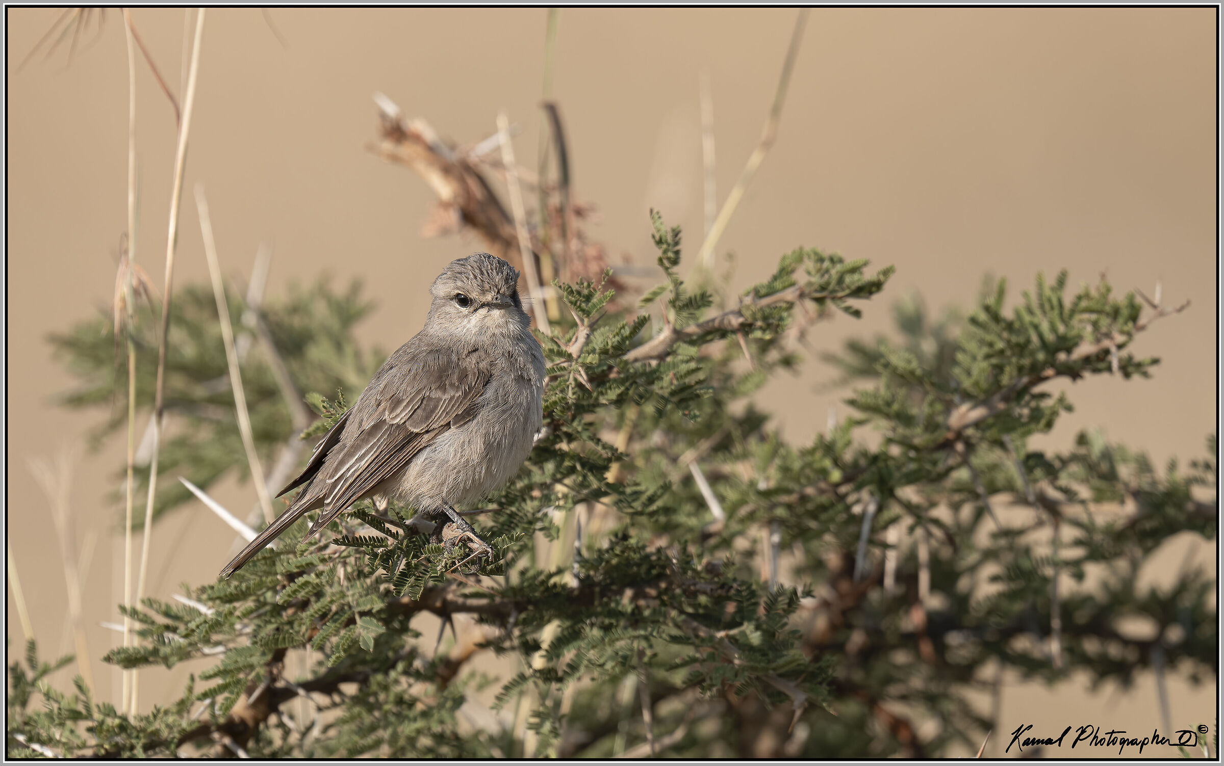 Flycatcher paddlebirds (Agricola pallidus)
