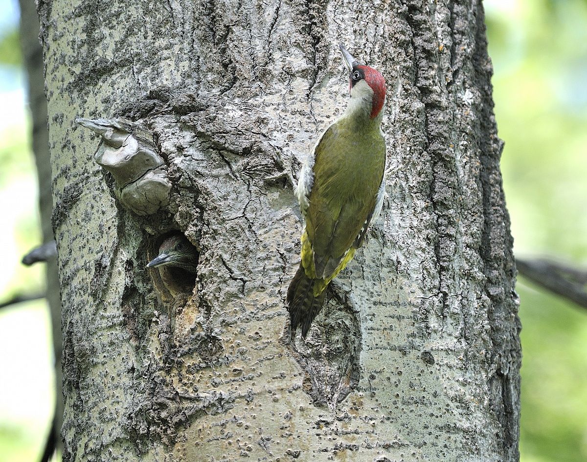 green woodpecker