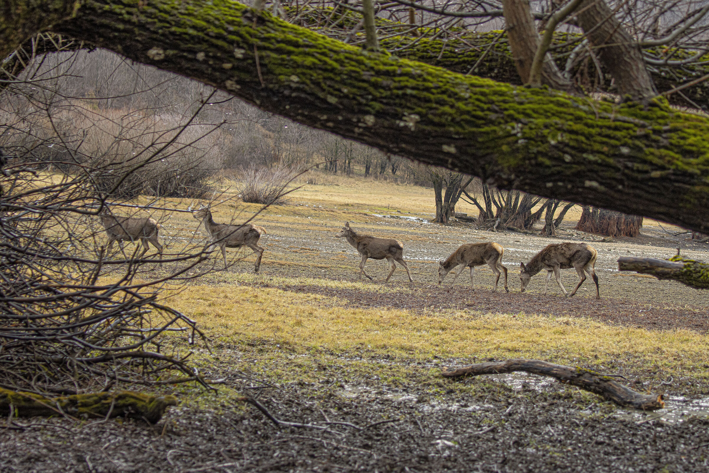 Deer in a row
