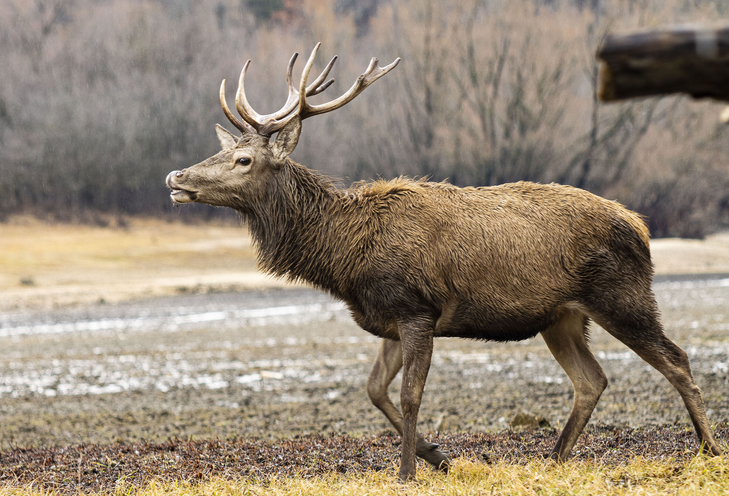 Elegant and majestic