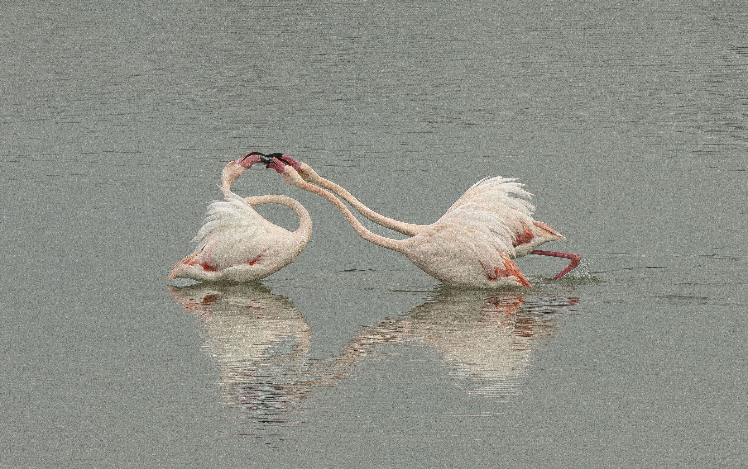 As peaceful as they are aggressive!