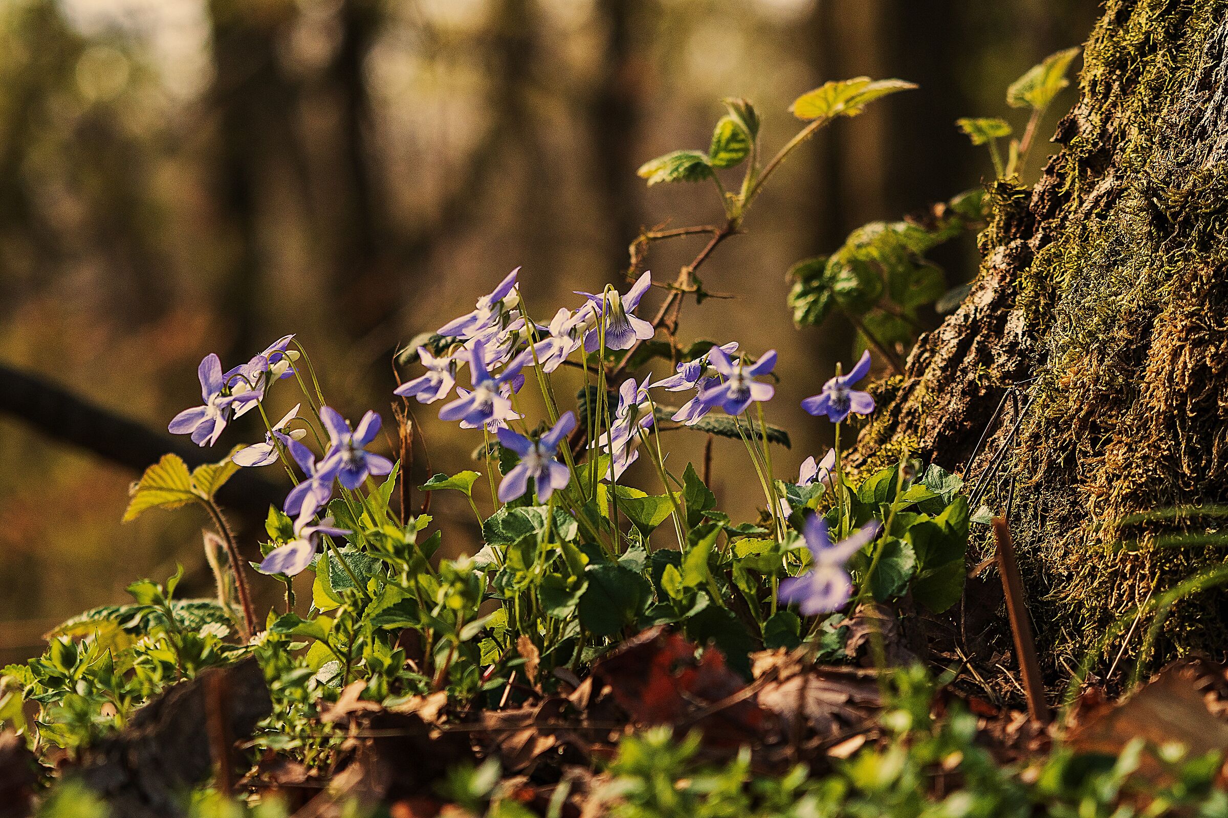 spring