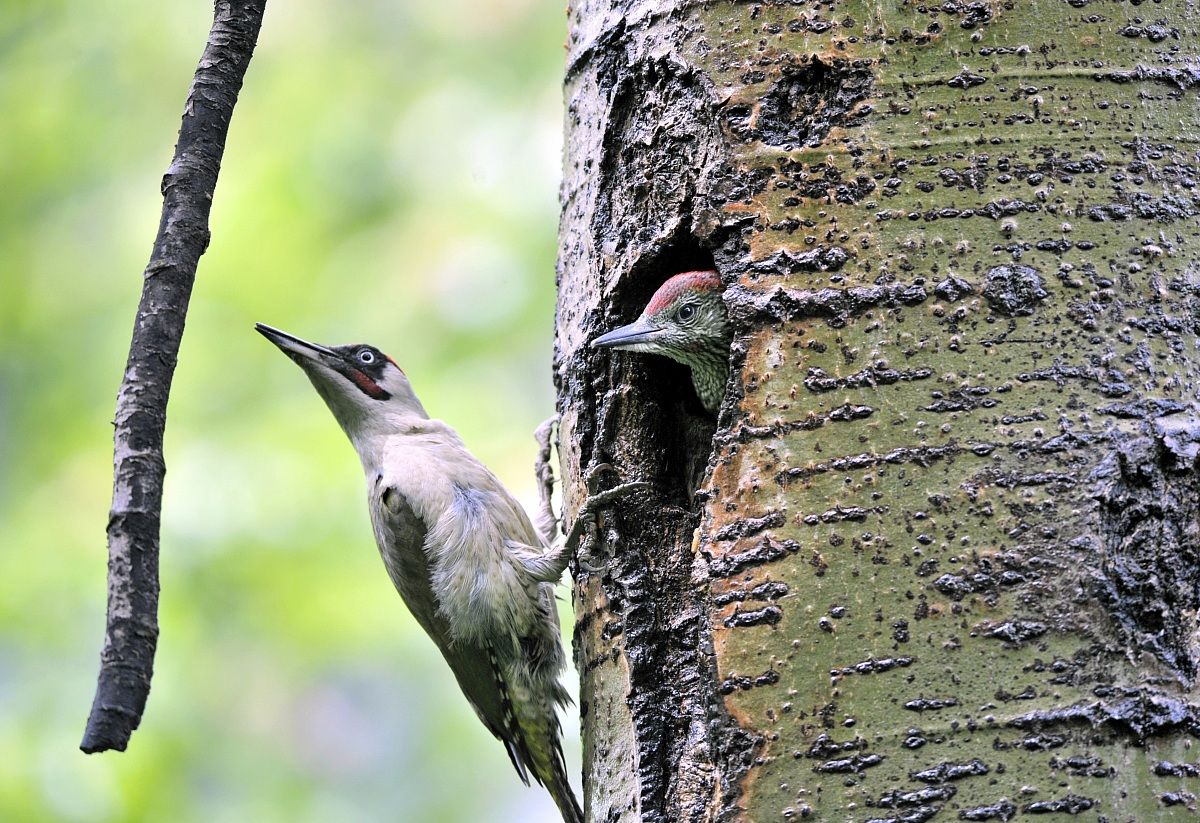 green woodpecker