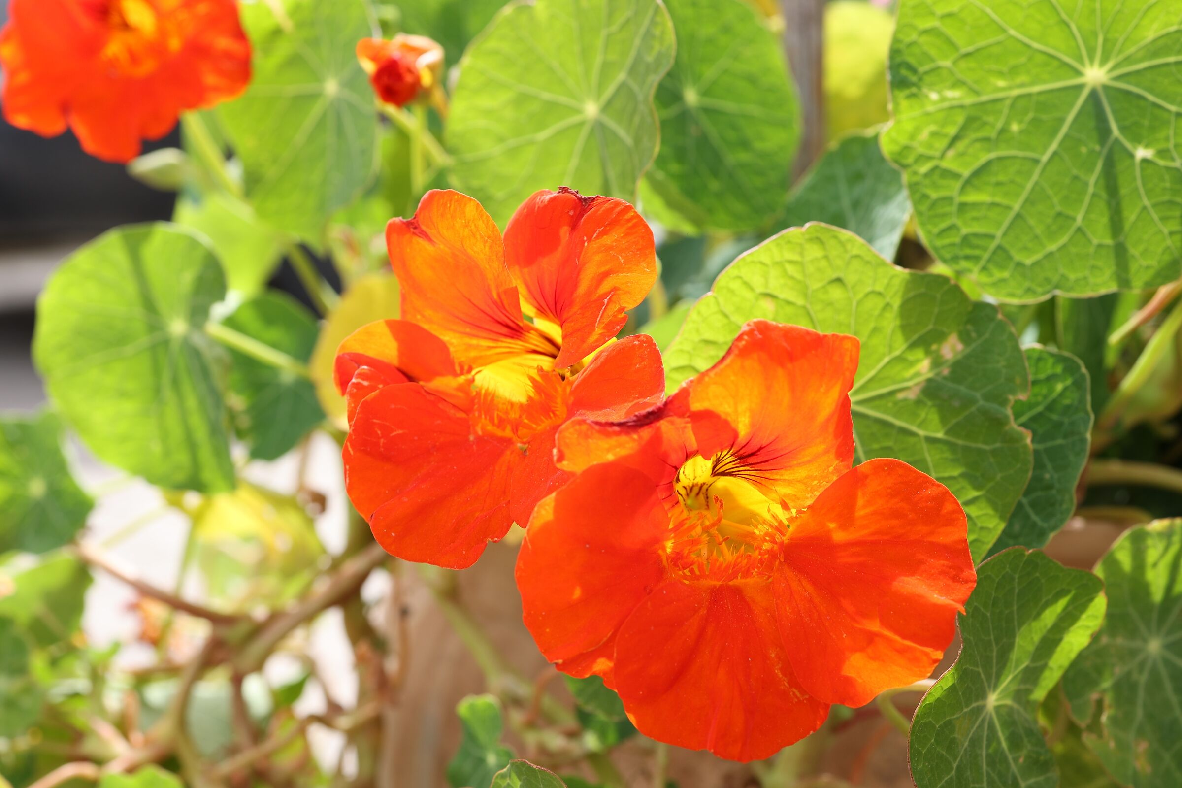 e' ufficiale. e' primavera!