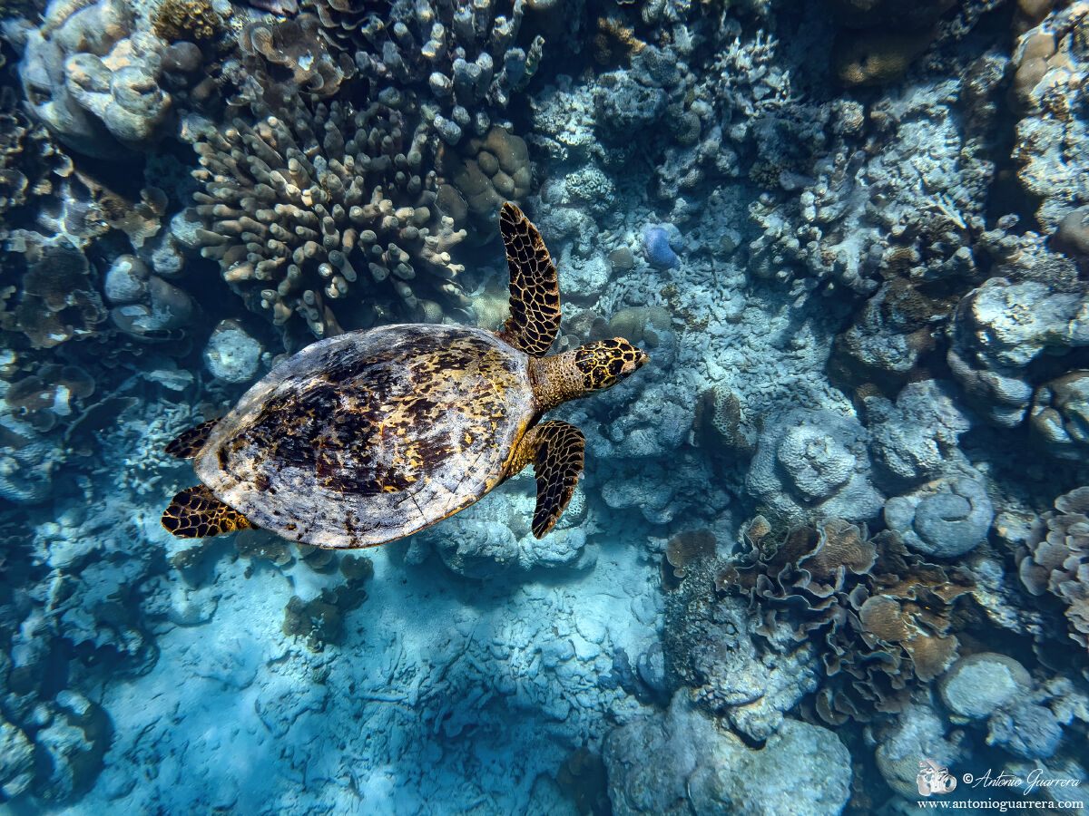 Swimming with the turtle