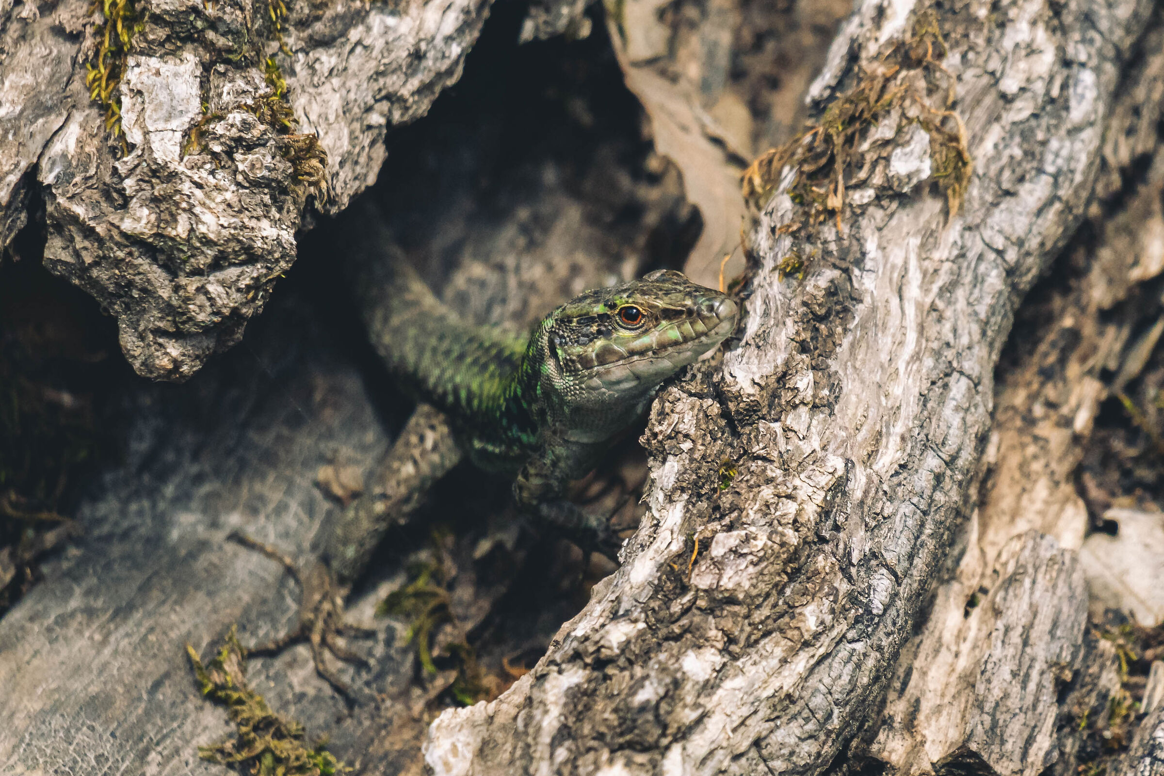 Risveglio di un piccolo sauro. Podarcis siculus