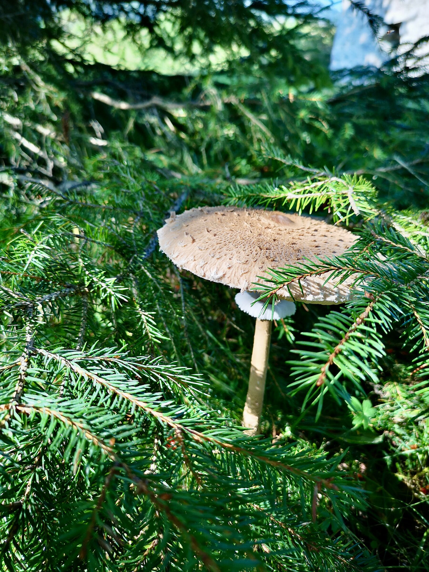 Mazza di Tamburo
