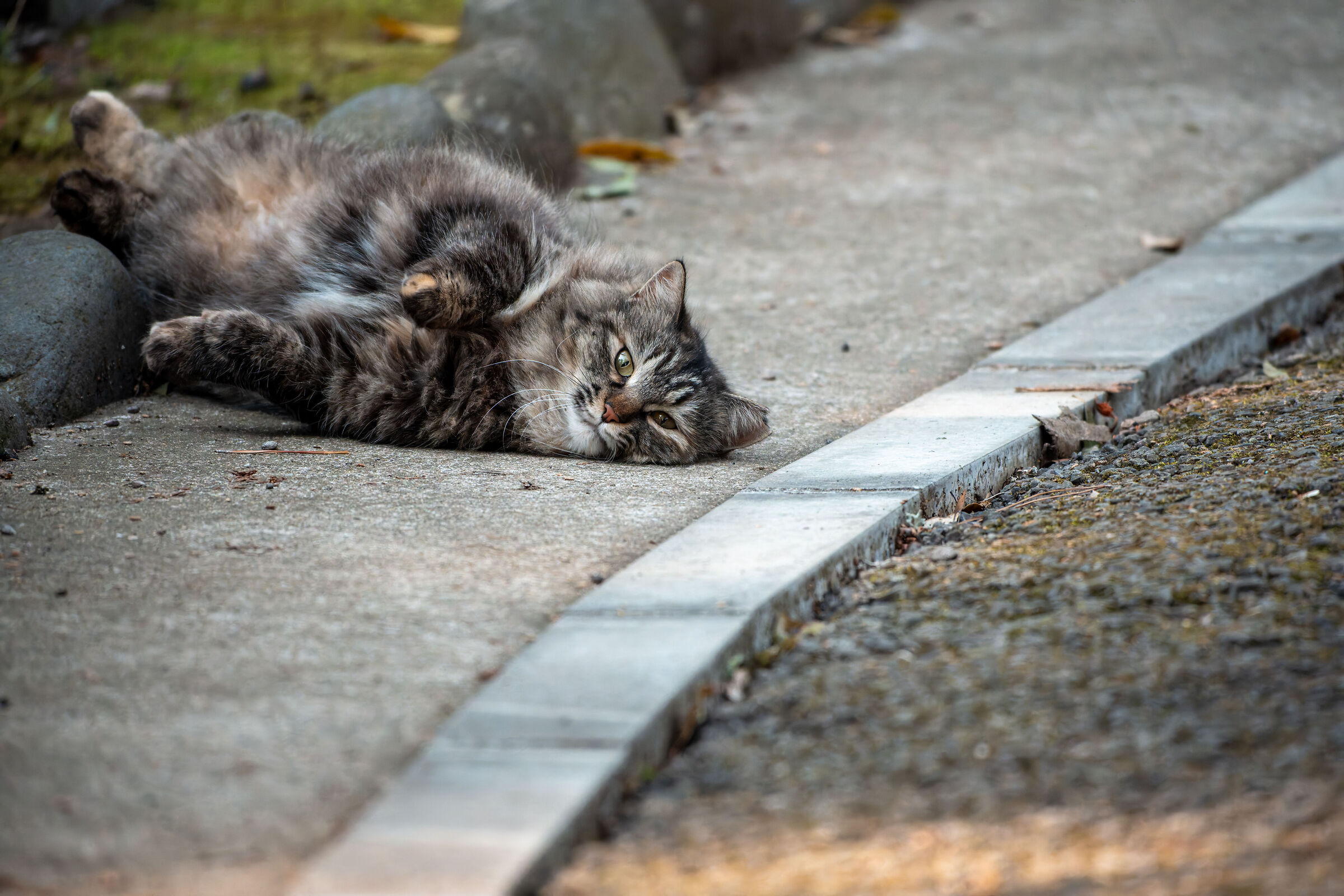 Cat in Naritasan Temple