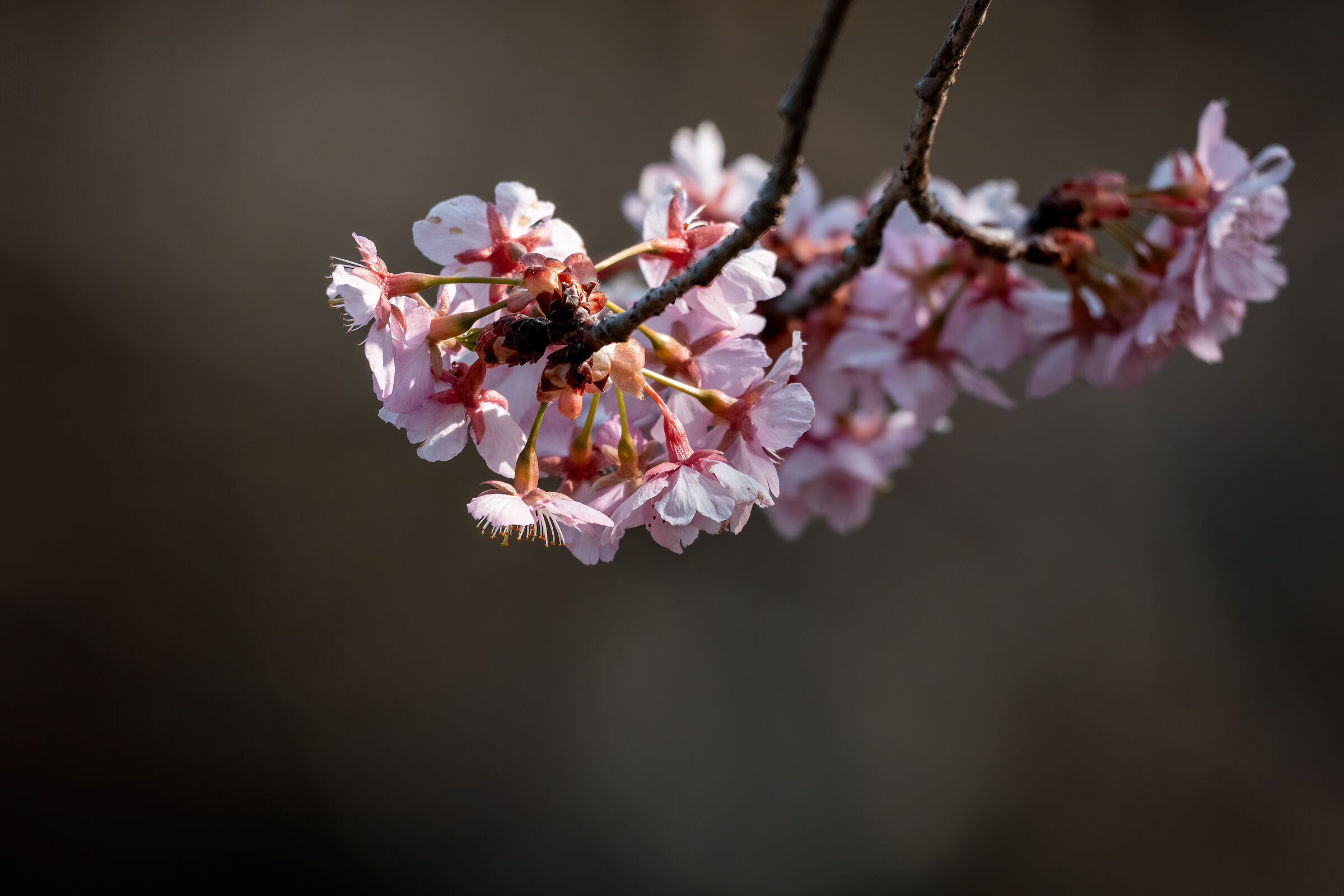 Blossom in Narita (Japan)