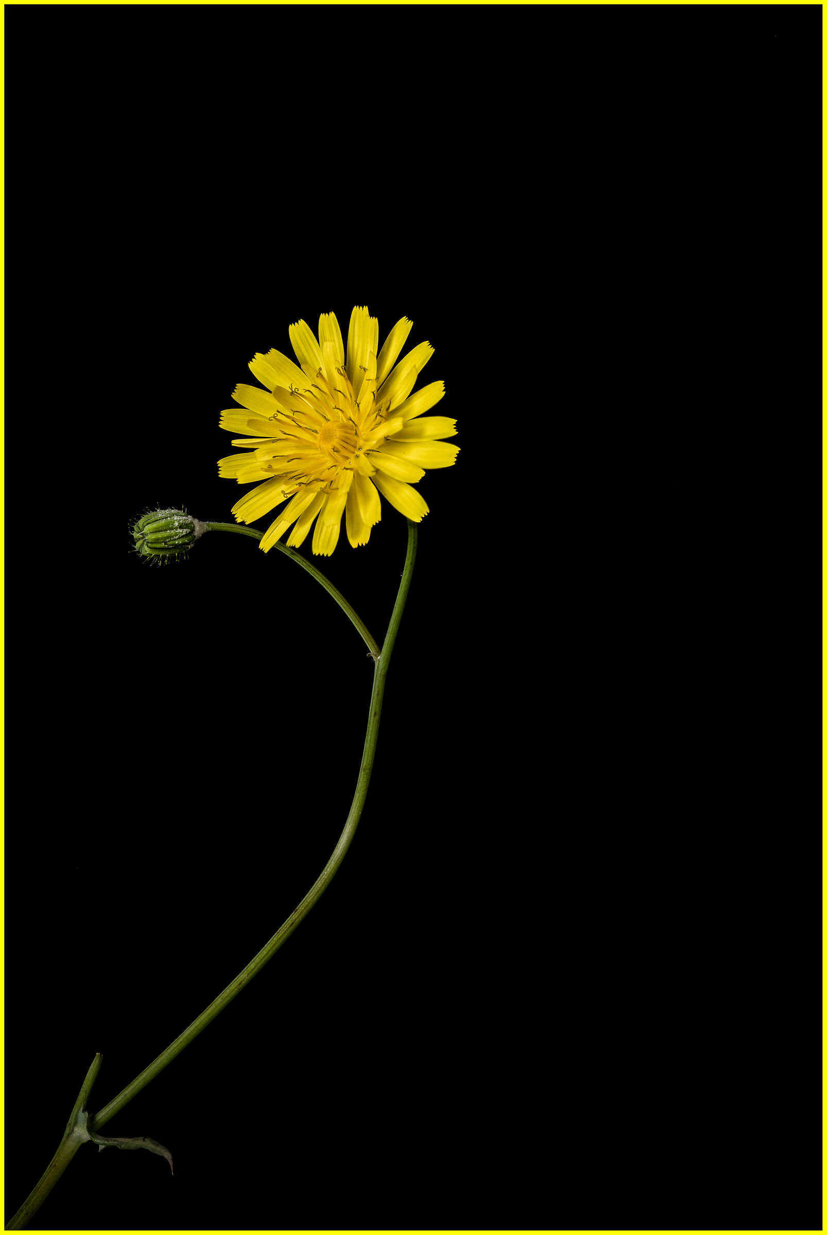 Dandelion ...