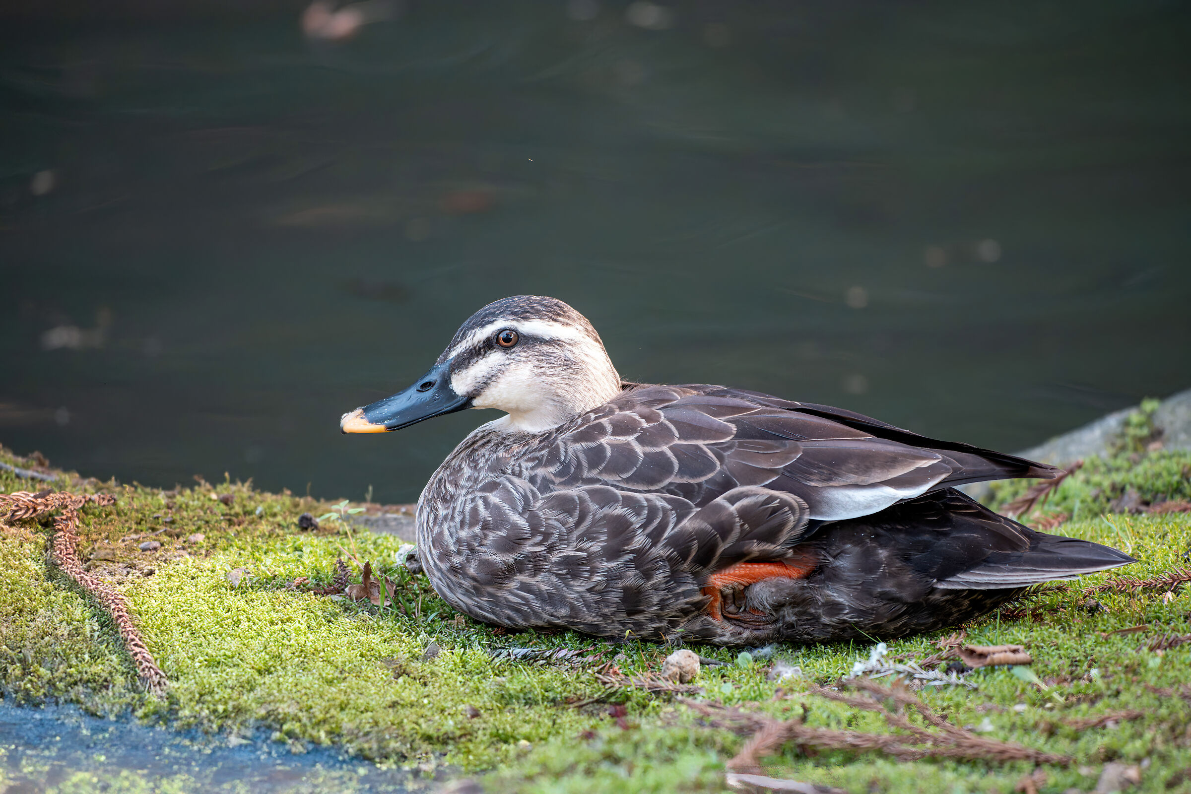 Anas zonorhyncha (Eastern spot-billed duck)